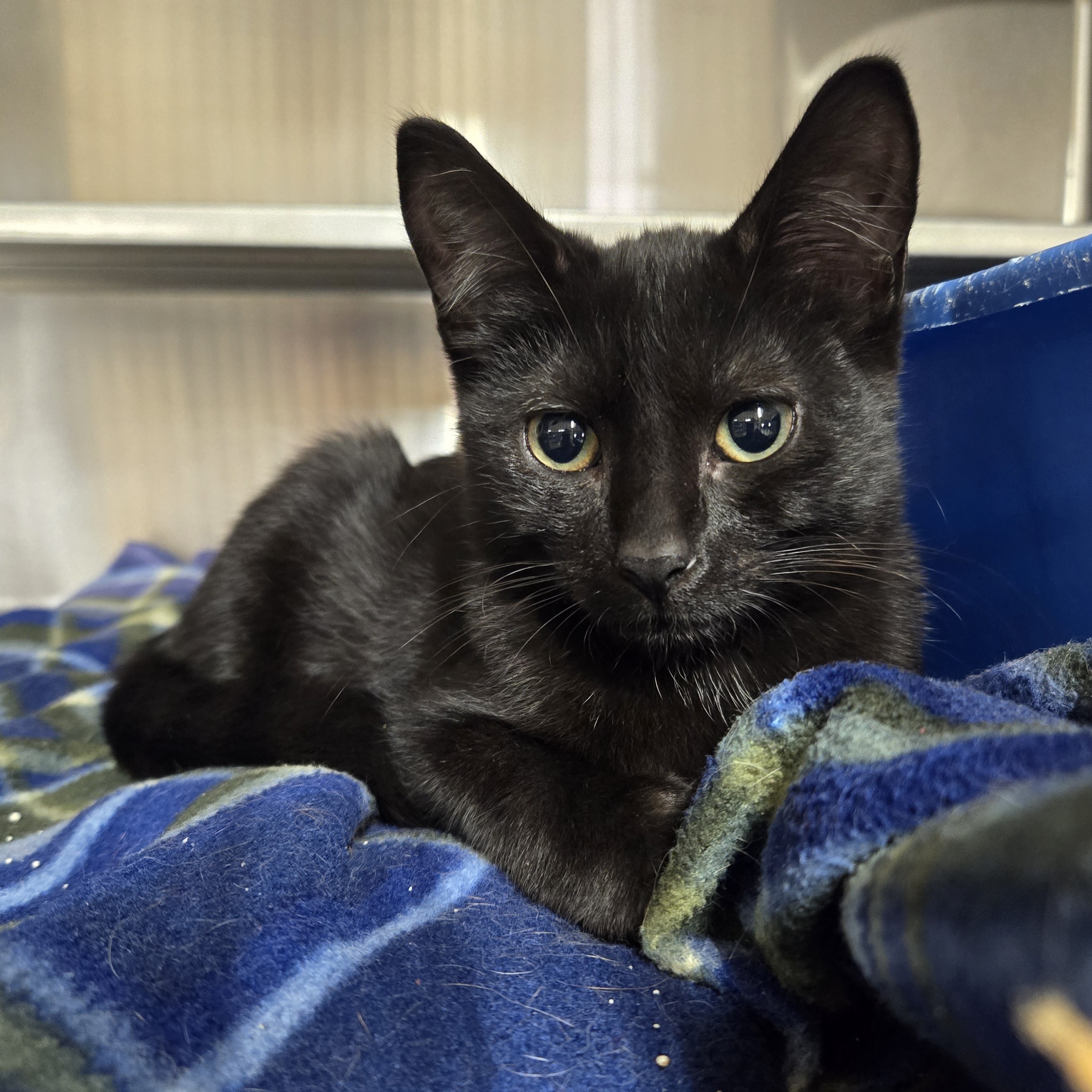 Cat for adoption Harmonica *Bonded with Butterball*, a Domestic Short