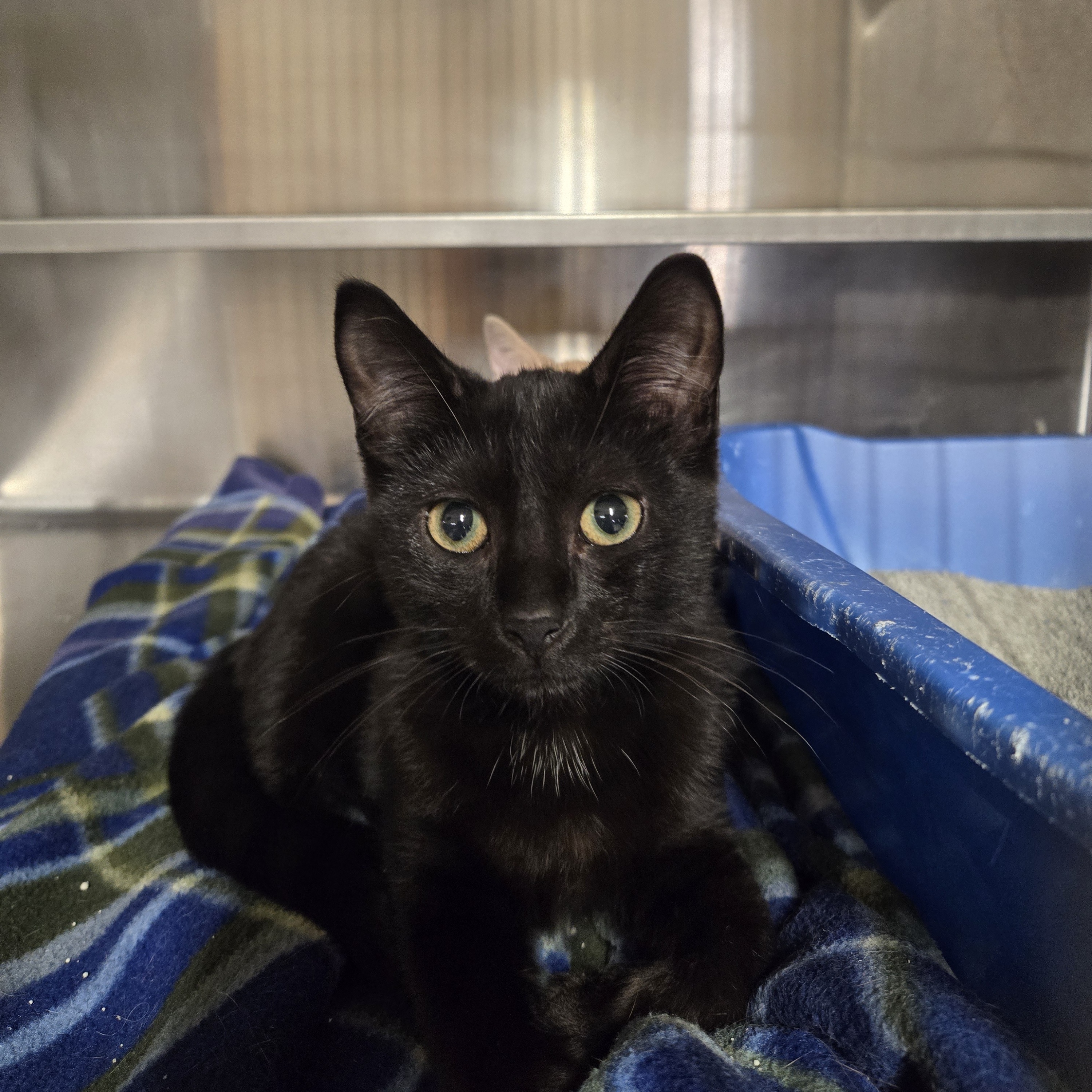 Cat for adoption Harmonica *Bonded with Butterball*, a Domestic Short