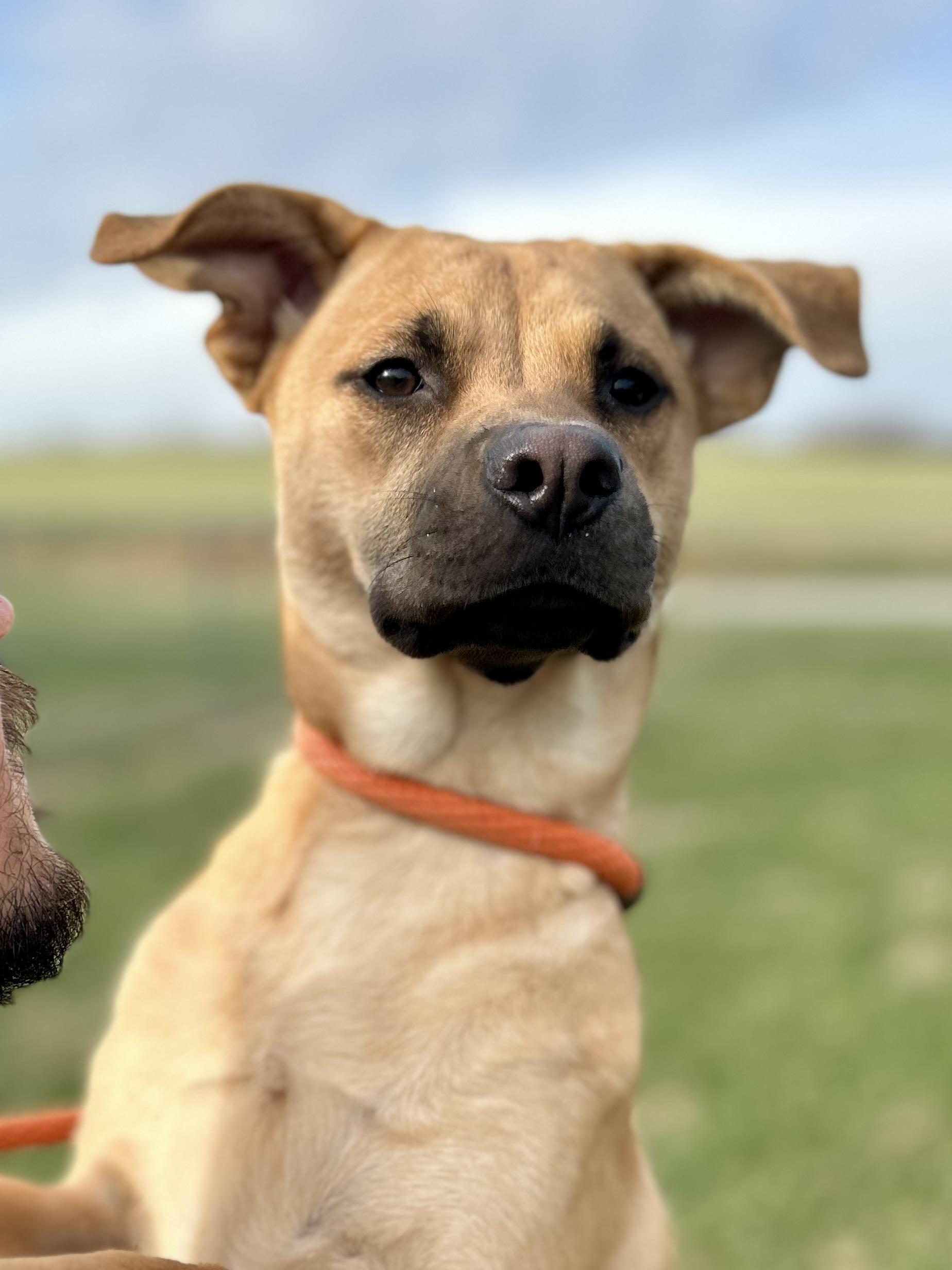 Enlarge Sienna, a ADOPTABLE Mixed Breed in Franklin, KY image 1/6