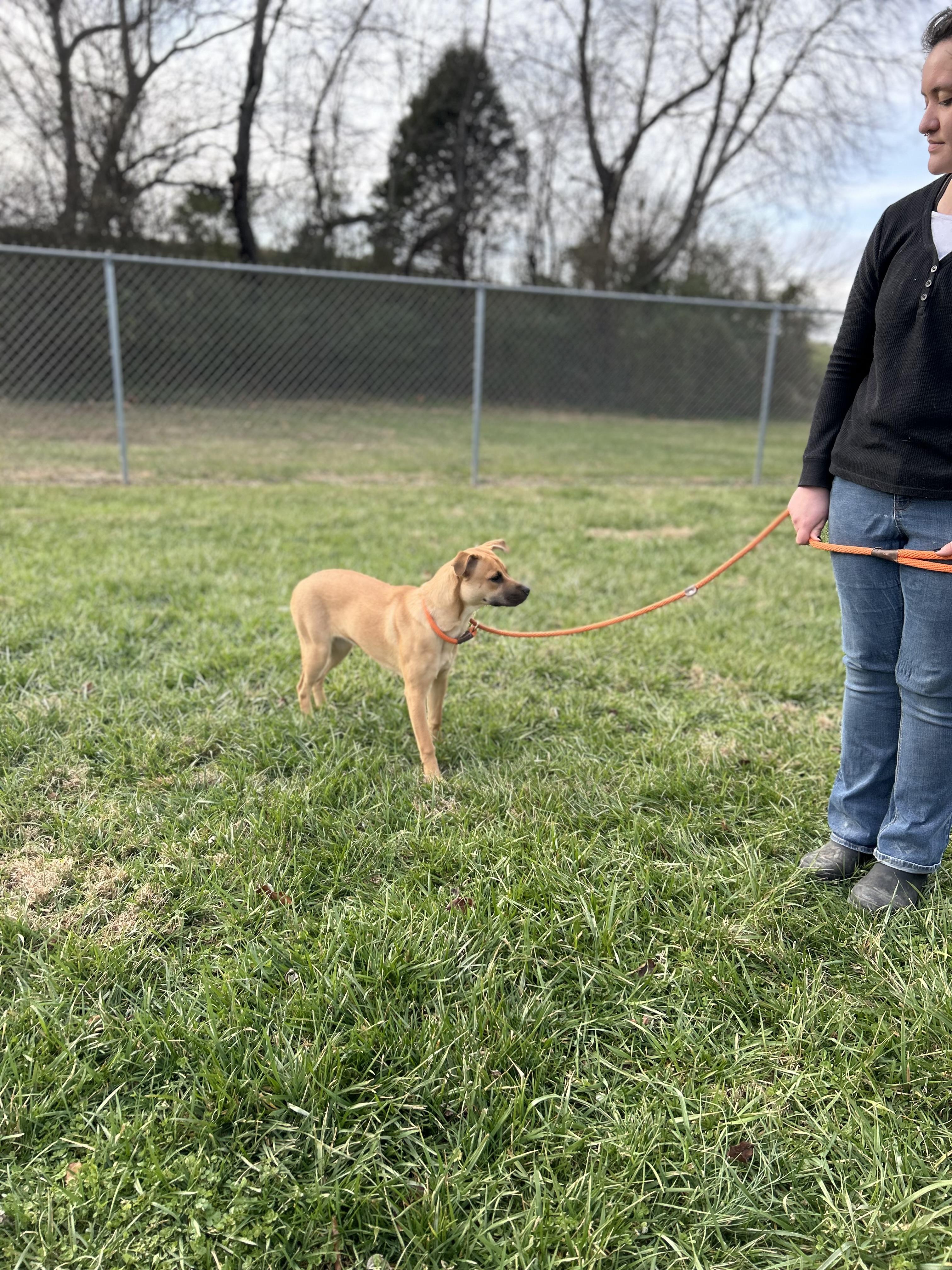 Enlarge Sienna, a ADOPTABLE Mixed Breed in Franklin, KY image 6/6