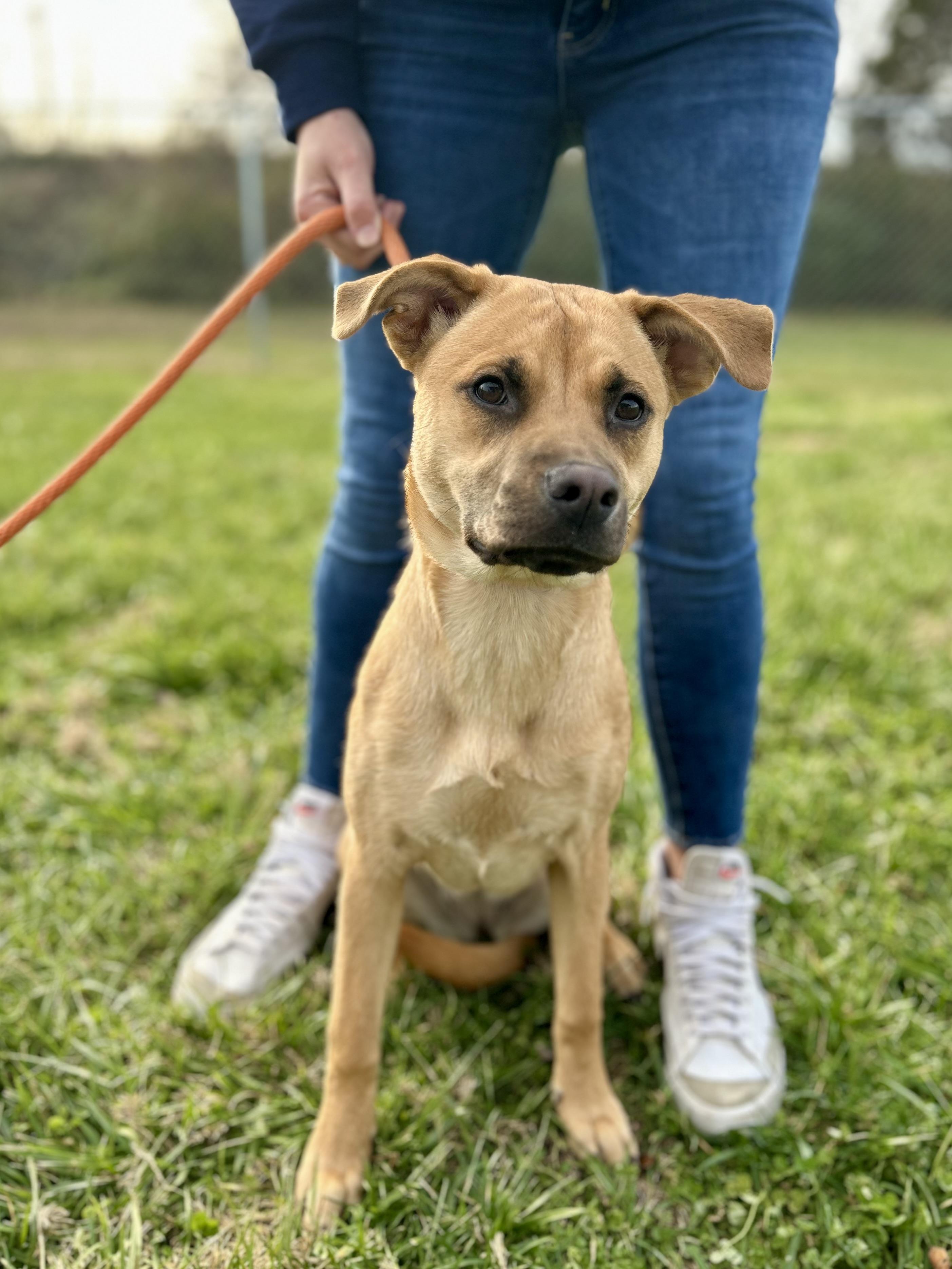 Enlarge Sienna, a ADOPTABLE Mixed Breed in Franklin, KY image 3/6