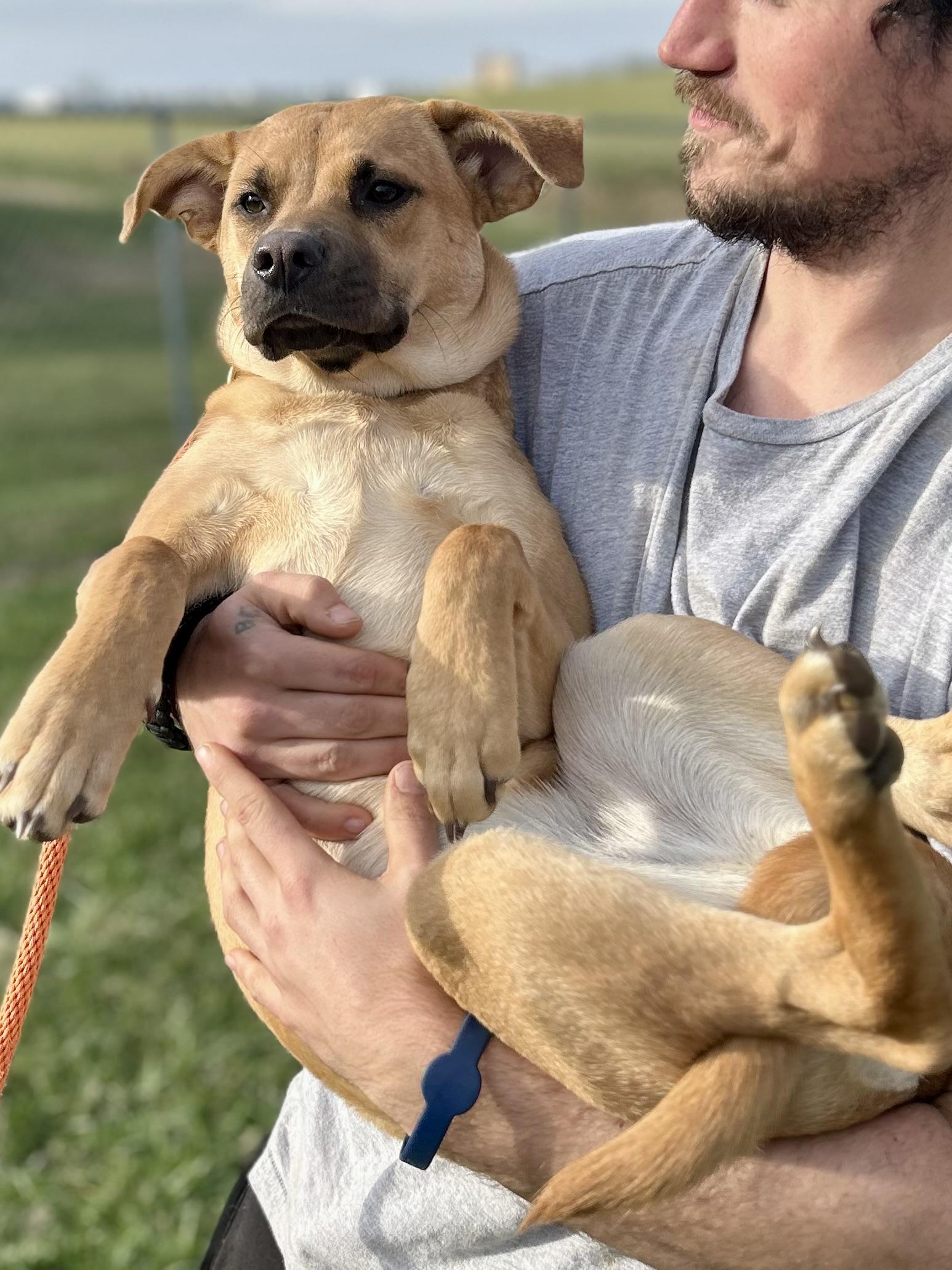 Enlarge Sienna, a ADOPTABLE Mixed Breed in Franklin, KY image 4/6