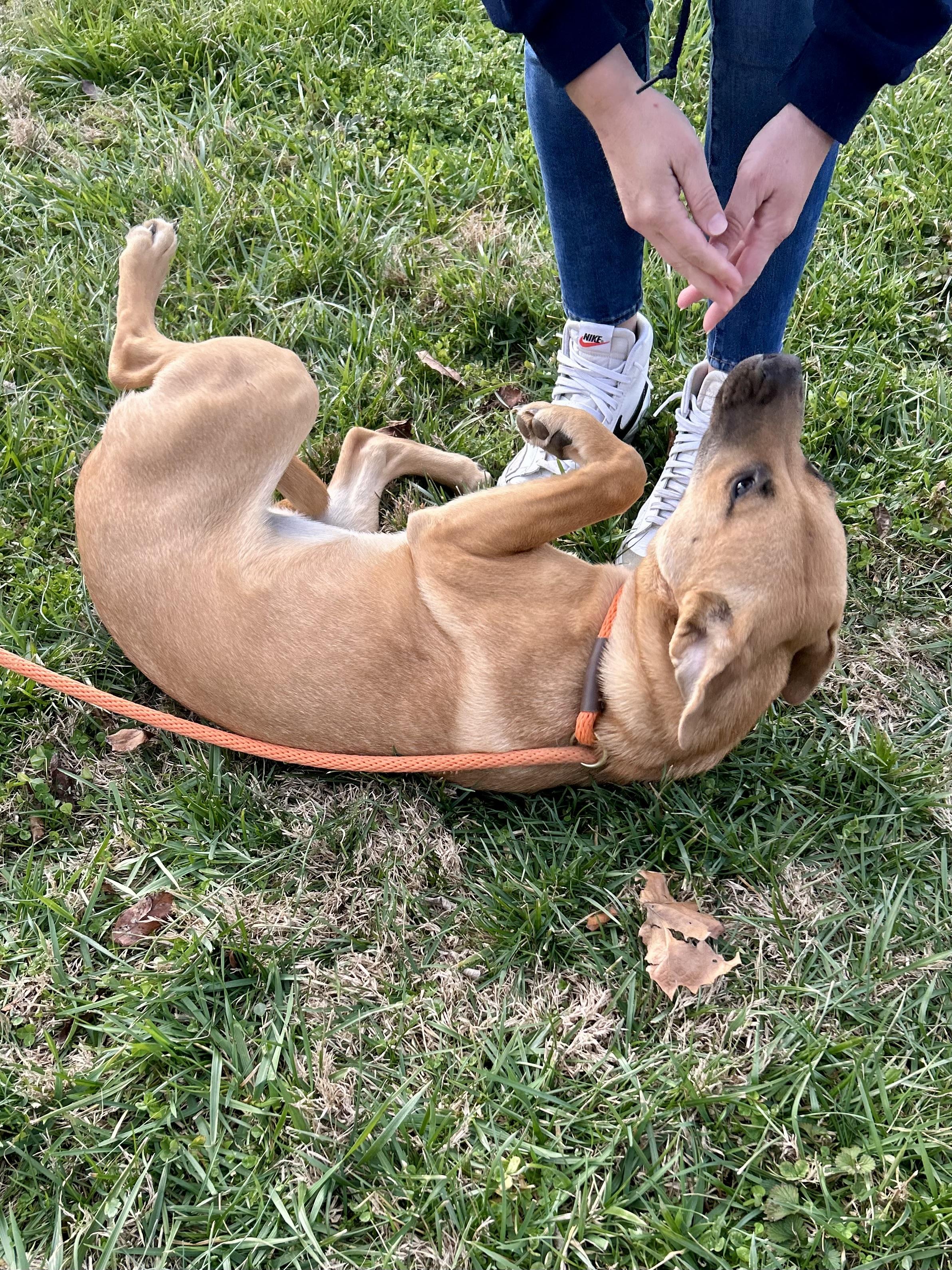 Enlarge Sienna, a ADOPTABLE Mixed Breed in Franklin, KY image 5/6