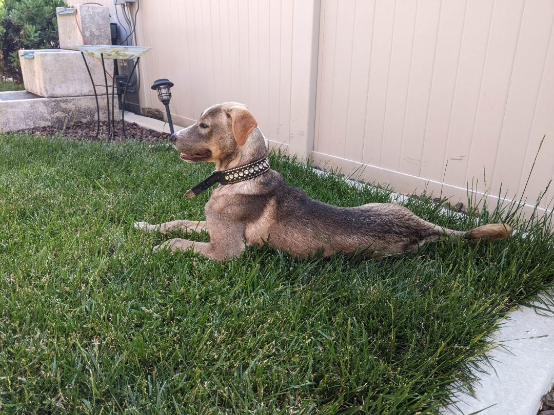 Dog for adoption Marzipan, a Black Mouth Cur & Pug Mix in HEMET, CA Petfinder