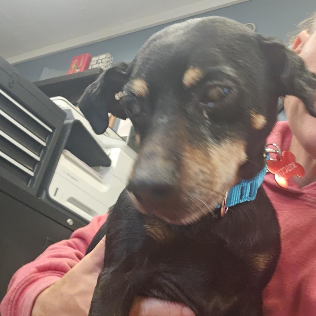 Enlarge Willy, a Adoptable Miniature Pinscher in Union City, PA image 1/3