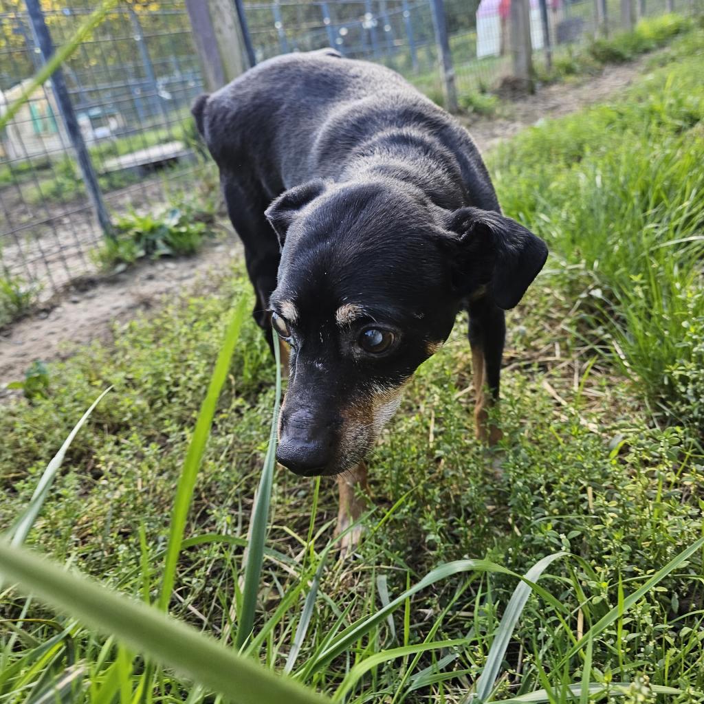Enlarge Willy, a Adoptable Miniature Pinscher in Union City, PA image 3/3