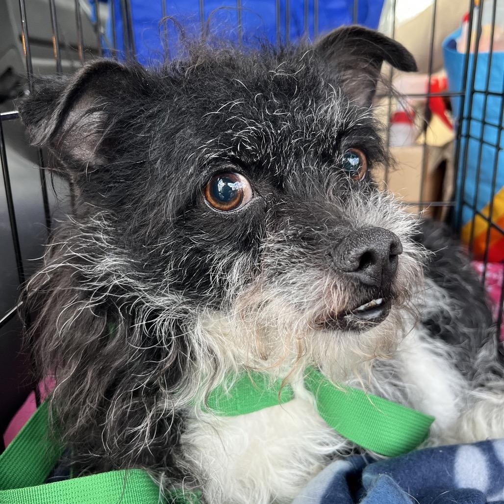 Max, Adoptable, Adult Male Terrier & Chihuahua.