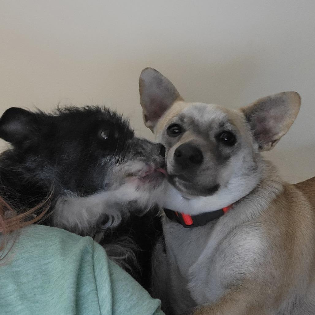 Enlarge Max, a Adoptable mixed breed in Rockville, MD image 4/6