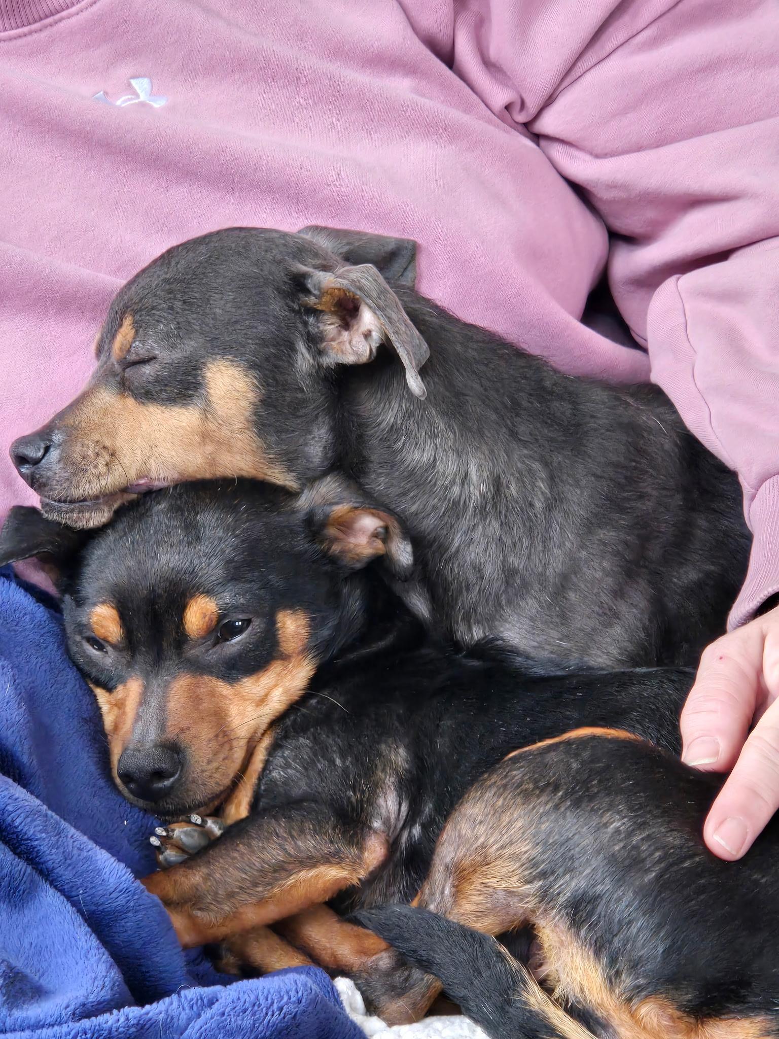 Mary and Moe - BONDED PAIR, Adoptable, Young Female Chihuahua & Miniature Poodle.