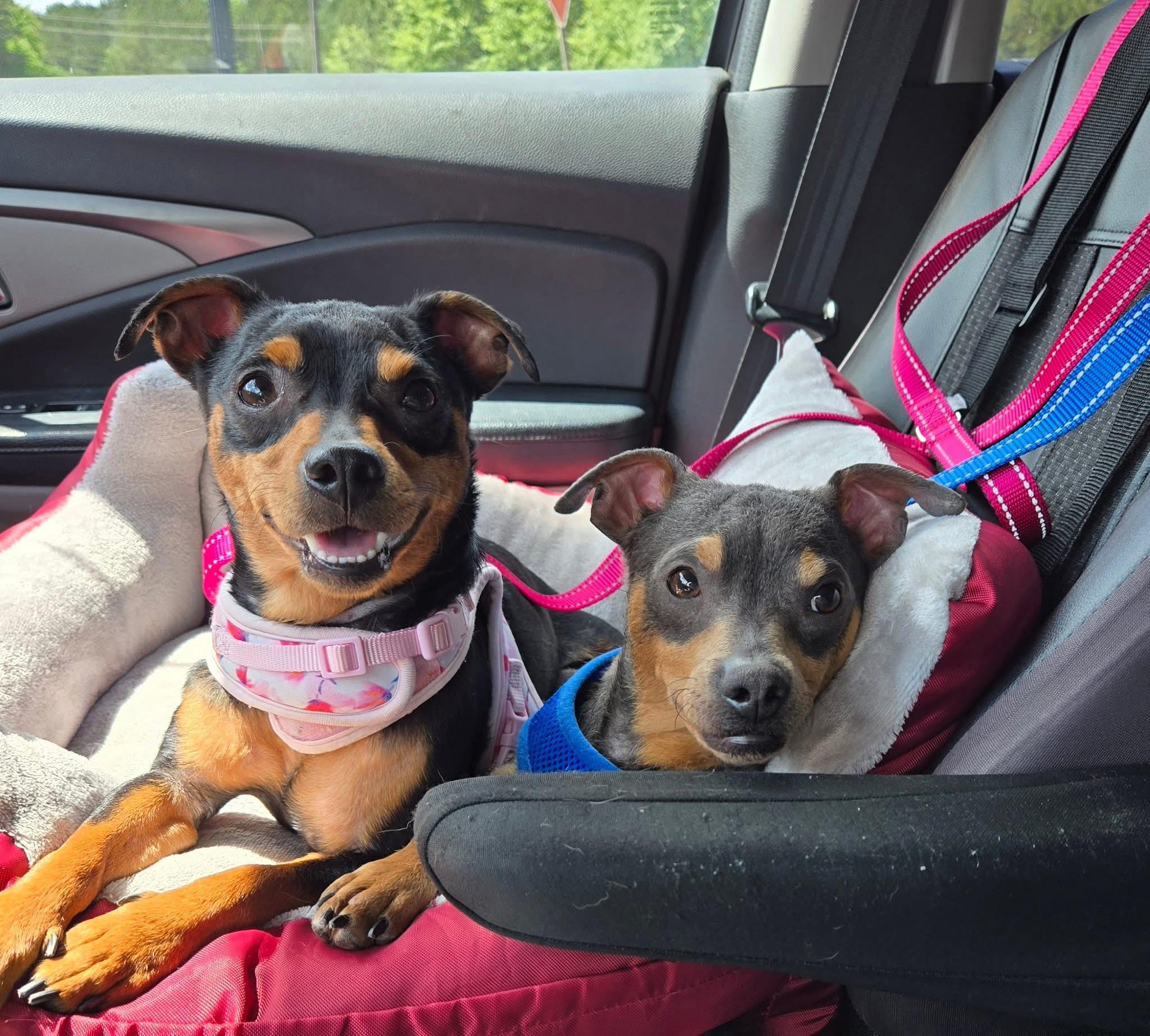 Mary and Moe - BONDED PAIR, a Adoptable mixed breed in Jackson, GA image 3/5