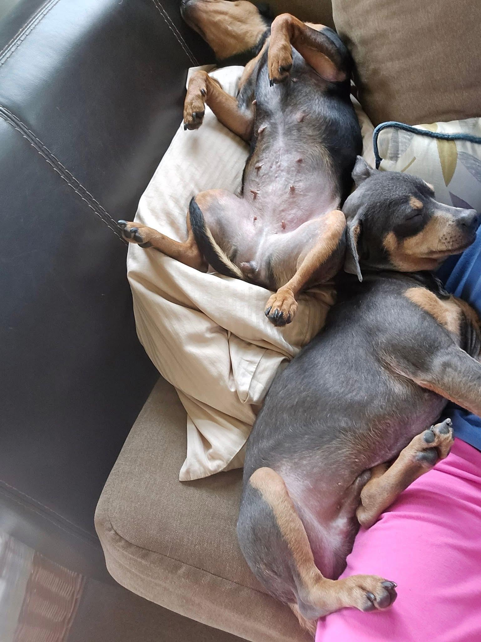 Mary and Moe - BONDED PAIR, a Adoptable mixed breed in Jackson, GA image 5/5