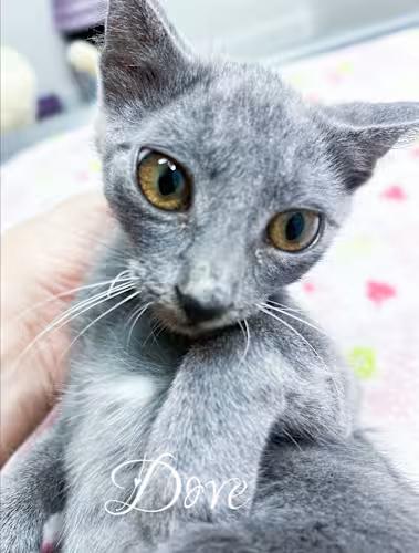 Enlarge Dove, a Adopted Domestic Short Hair in North Palm Beach, FL image 1/1