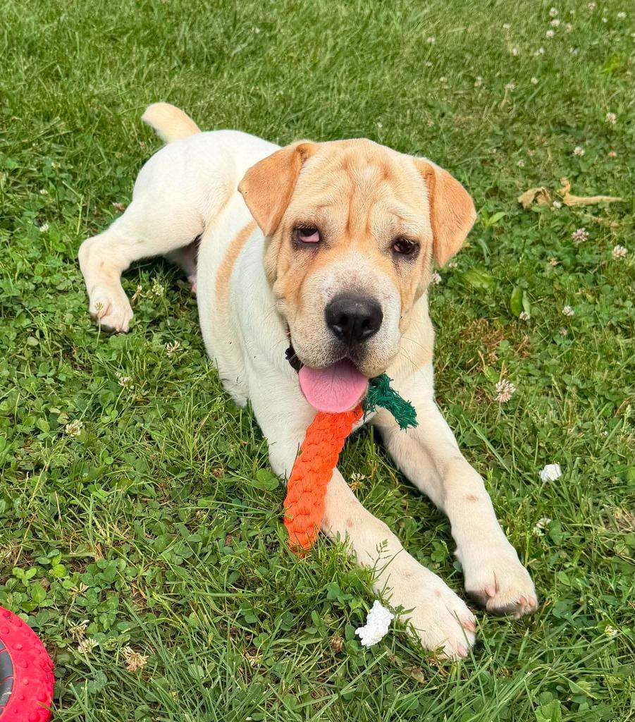 Clover, Adoptable, Puppy Male Mixed Breed.