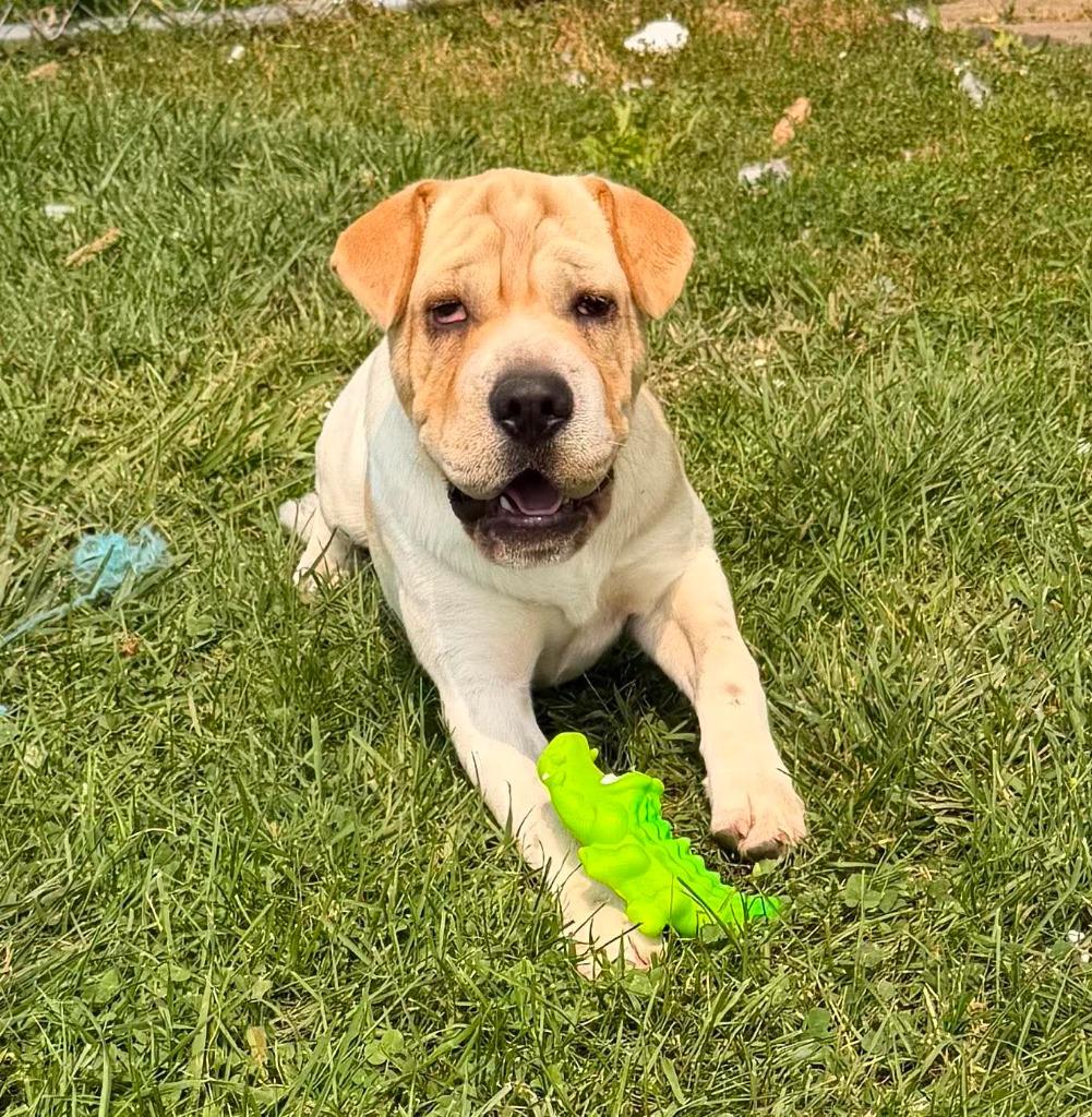 Clover, Adoptable, Puppy Male Mixed Breed.