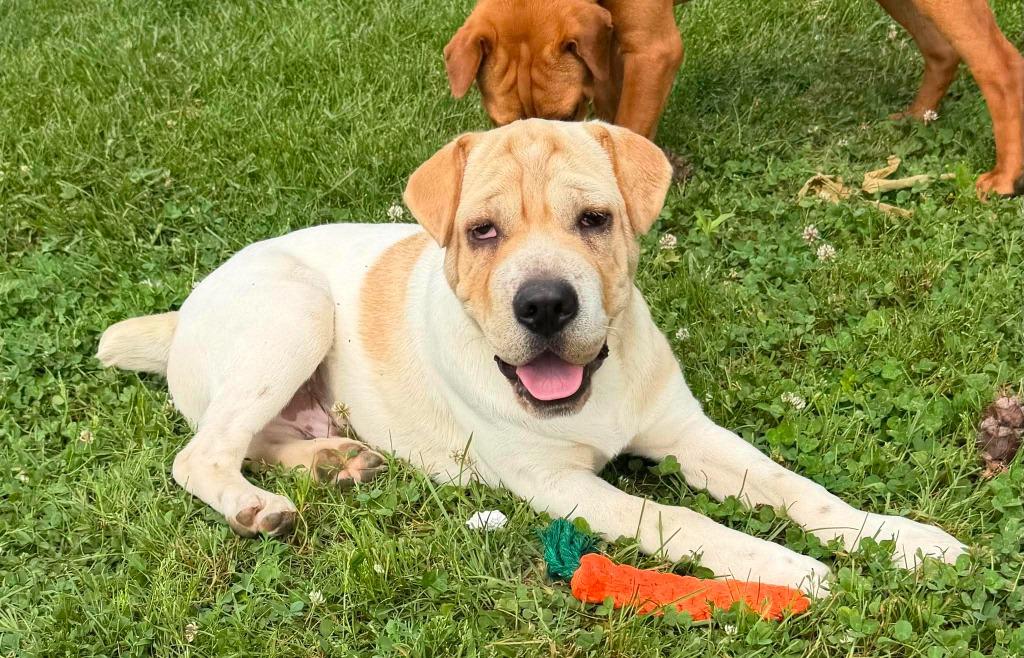Enlarge Clover, a Adoptable Mixed Breed in Lagrange, IN image 2/6
