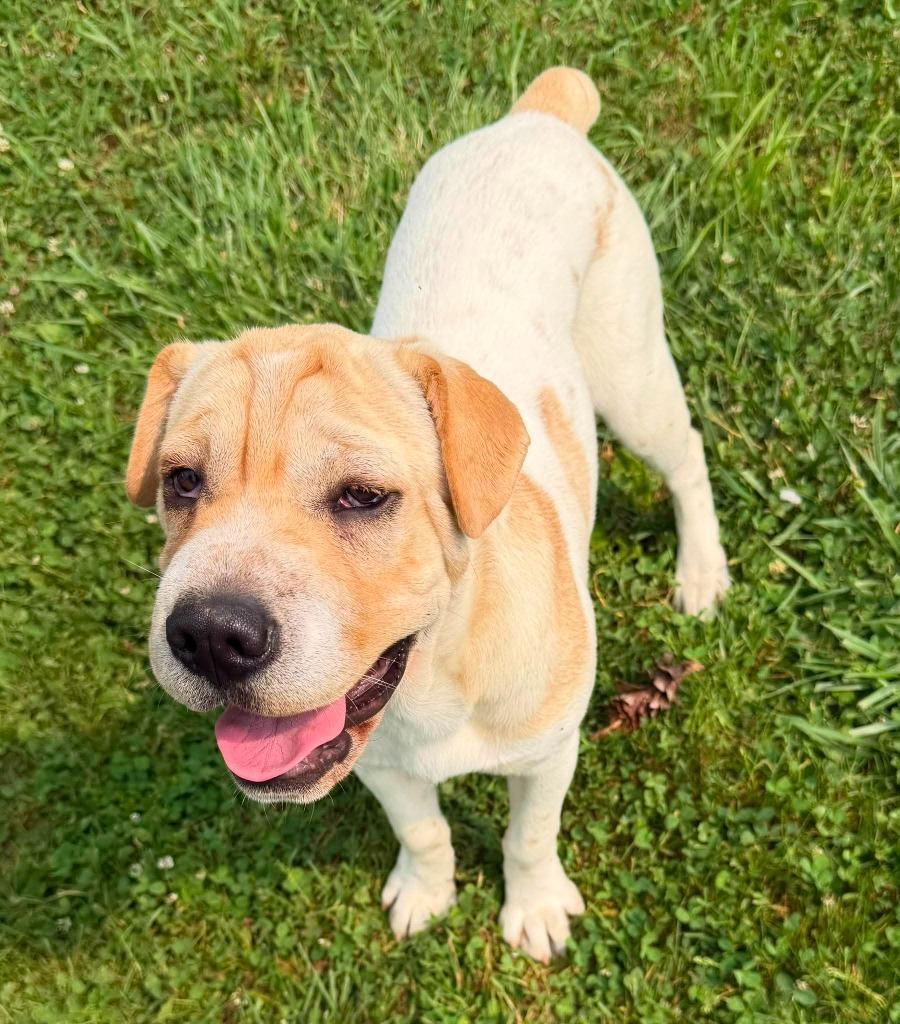 Enlarge Clover, a Adoptable Mixed Breed in Lagrange, IN image 3/6