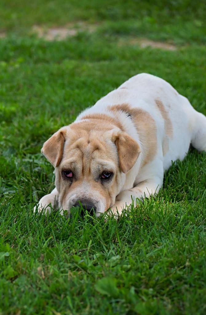 Enlarge Clover, a Adoptable Mixed Breed in Lagrange, IN image 4/6