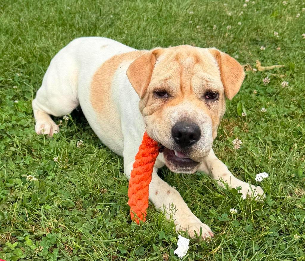 Enlarge Clover, a Adoptable Mixed Breed in Lagrange, IN image 5/6