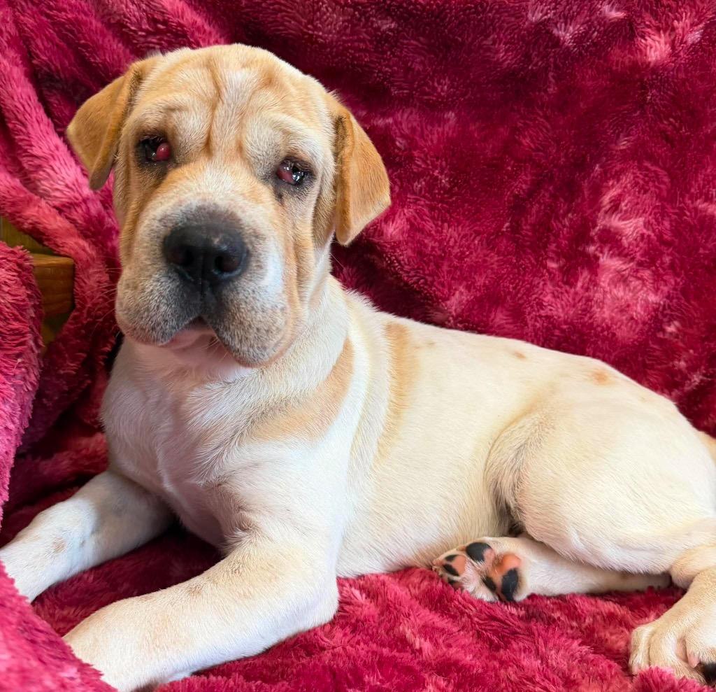 Clover, Adoptable, Puppy Male Mixed Breed.