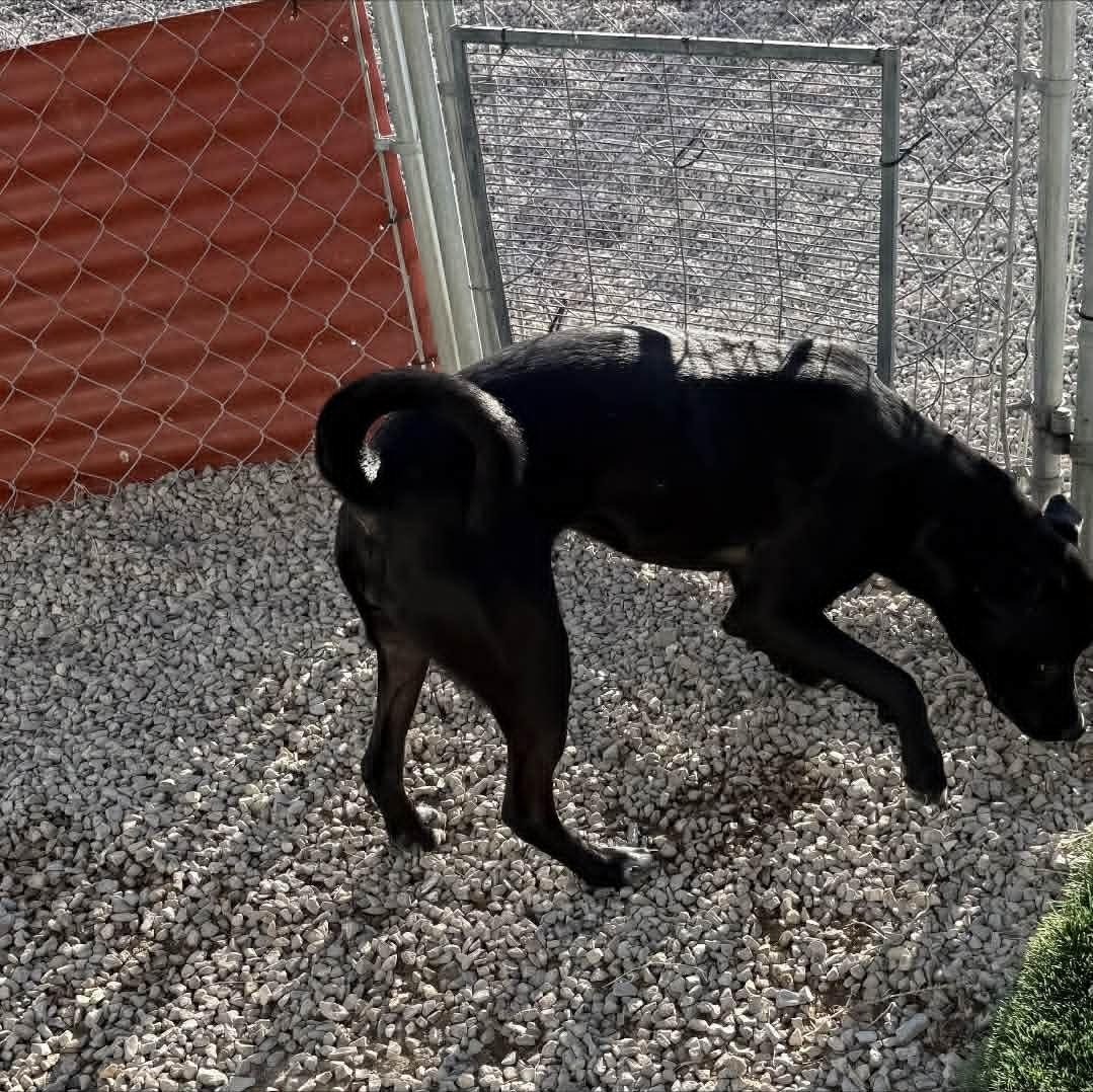 Gracie, ADOPTABLE, Young Female Pit Bull Terrier & Chow Chow.