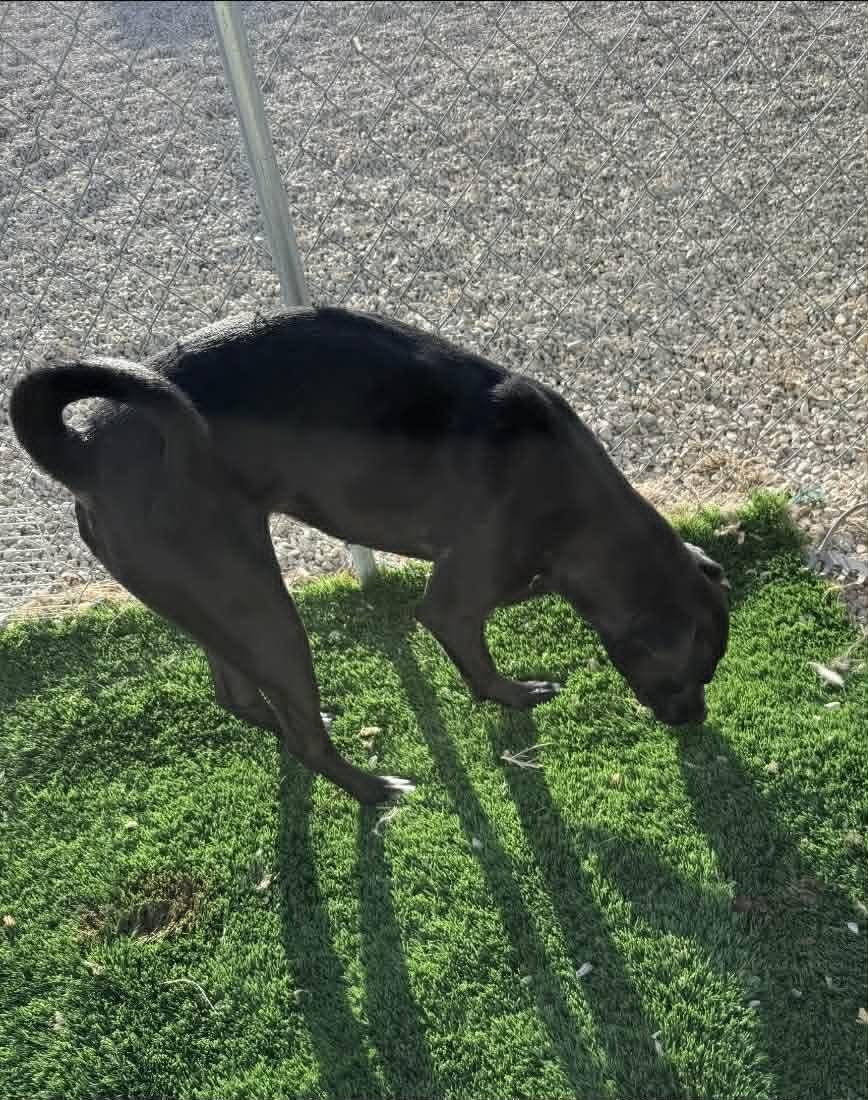 Enlarge Gracie, a ADOPTABLE mixed breed in Rawlins, WY image 2/2