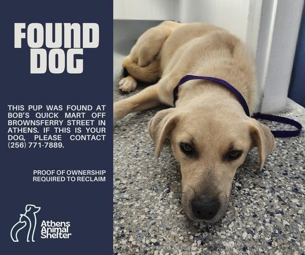 STRAWBERRY - STRAY HOLD UNTIL 1/25/26, Adoptable, Young Female Yellow Labrador Retriever & Mixed Breed.