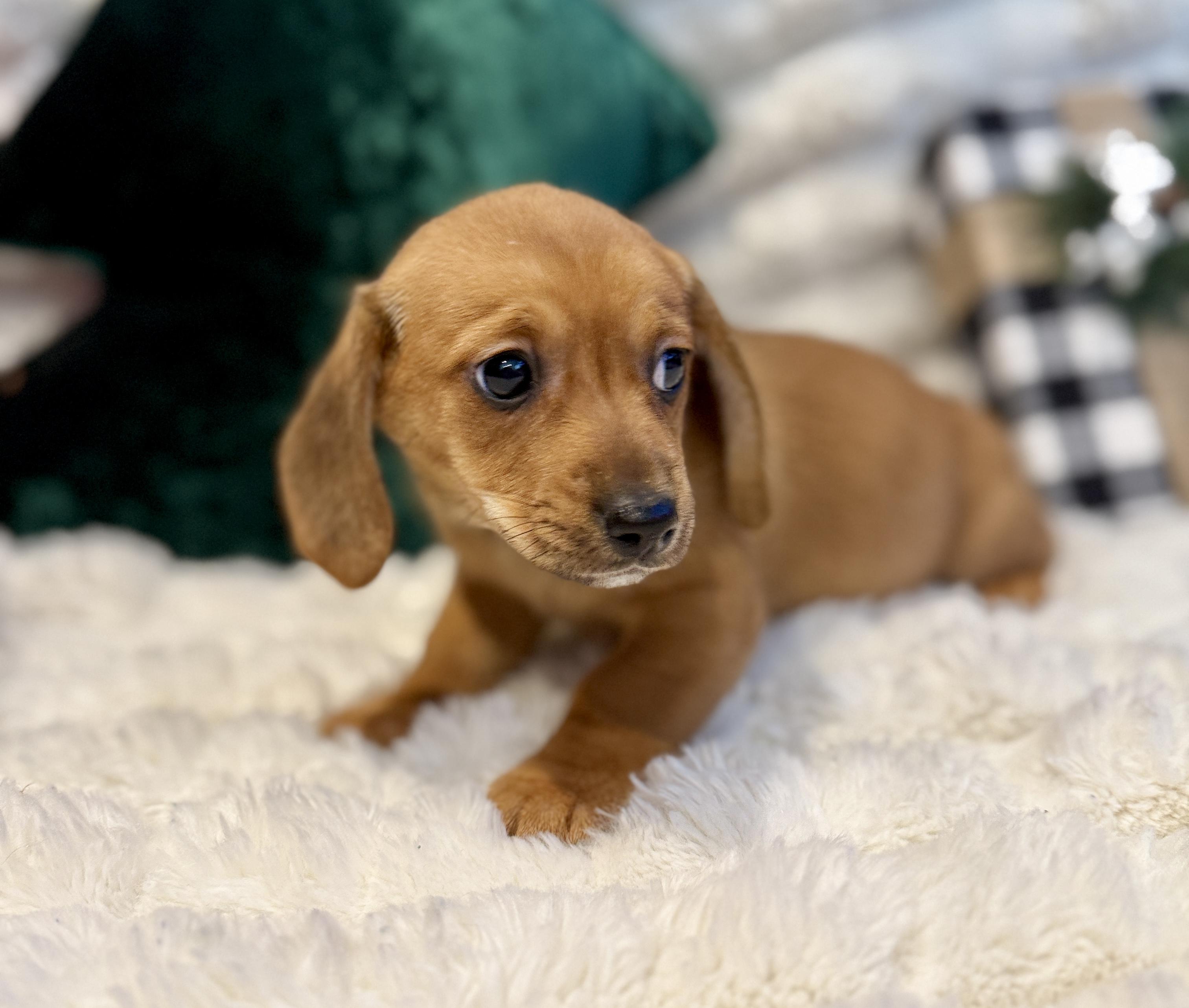 Sunflower , an adopted mixed breed in Hales corners, WI image 1/4