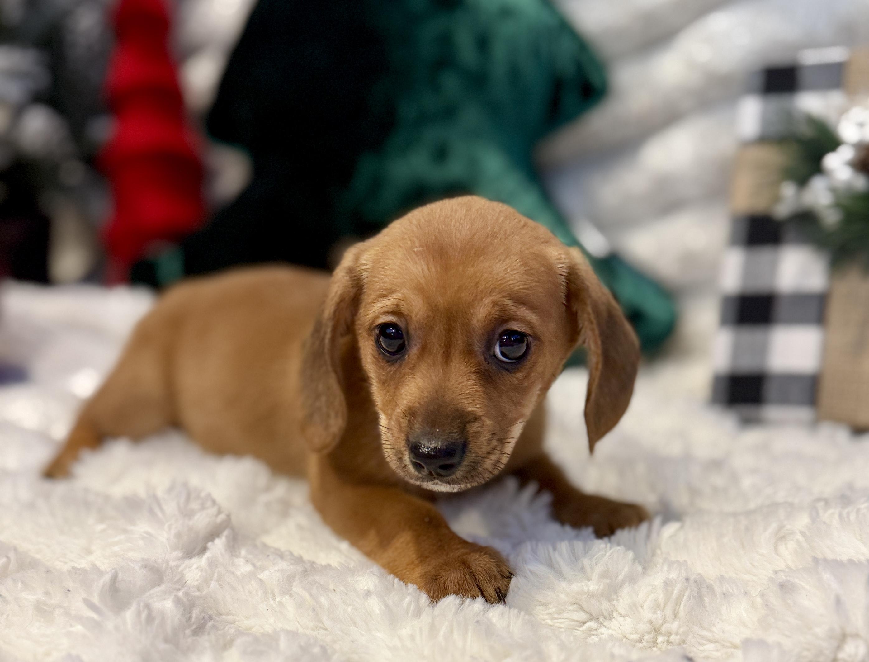 Sunflower , an adopted mixed breed in Hales corners, WI image 2/4