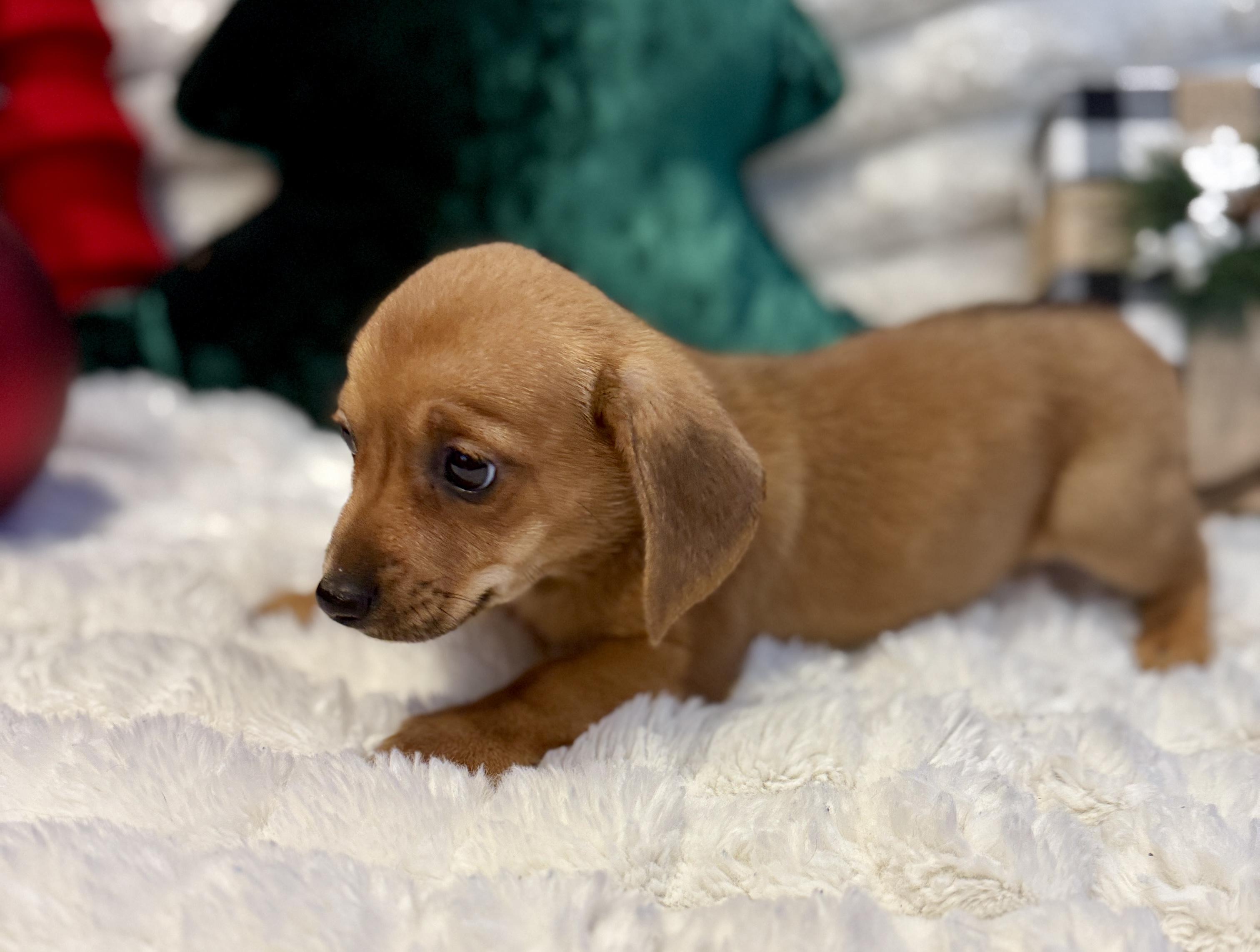 Sunflower , an adopted mixed breed in Hales corners, WI image 3/4