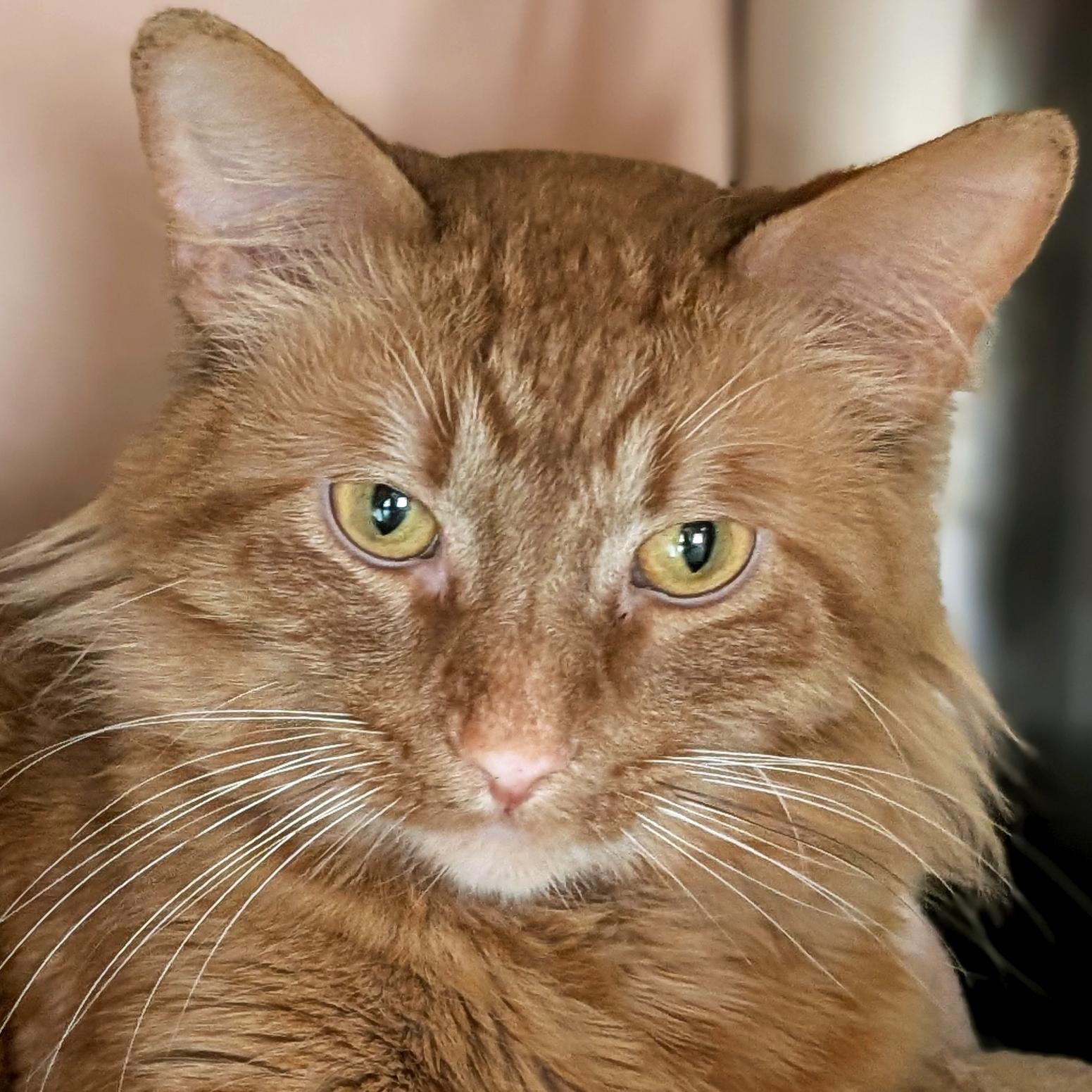 Enlarge Batman, an adoptable Domestic Medium Hair in Jefferson, WI image 1/3
