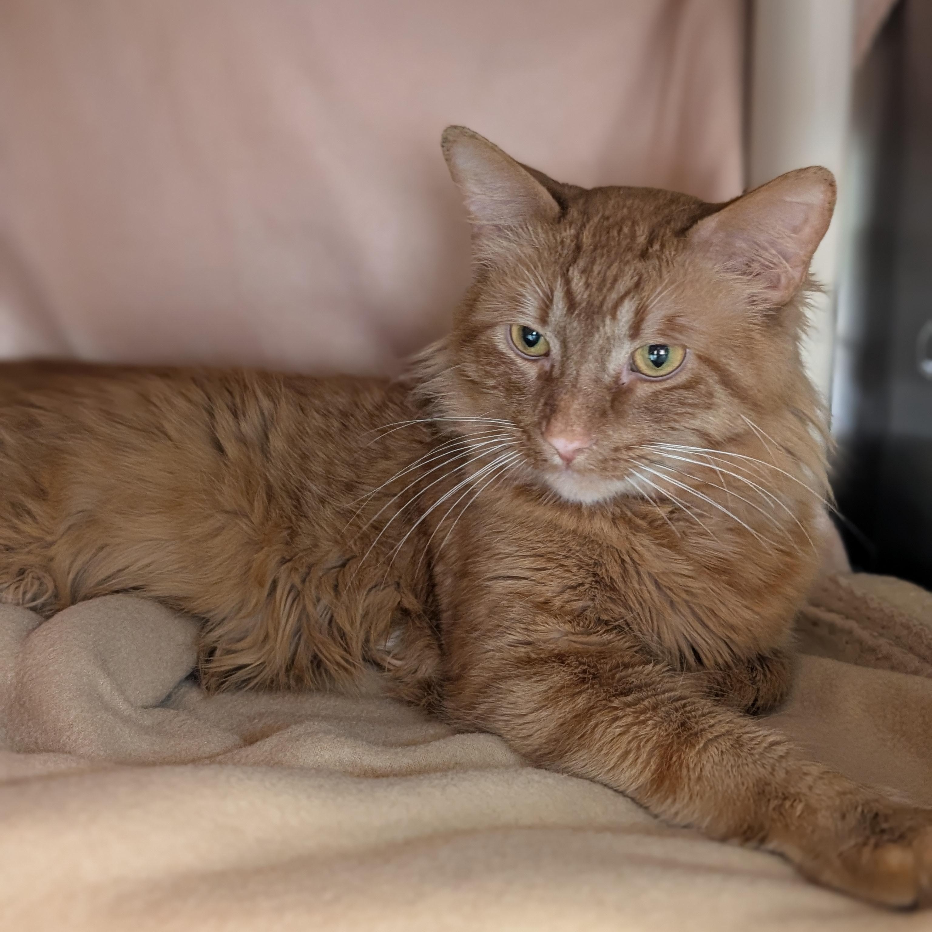 Enlarge Batman, an adoptable Domestic Medium Hair in Jefferson, WI image 2/3