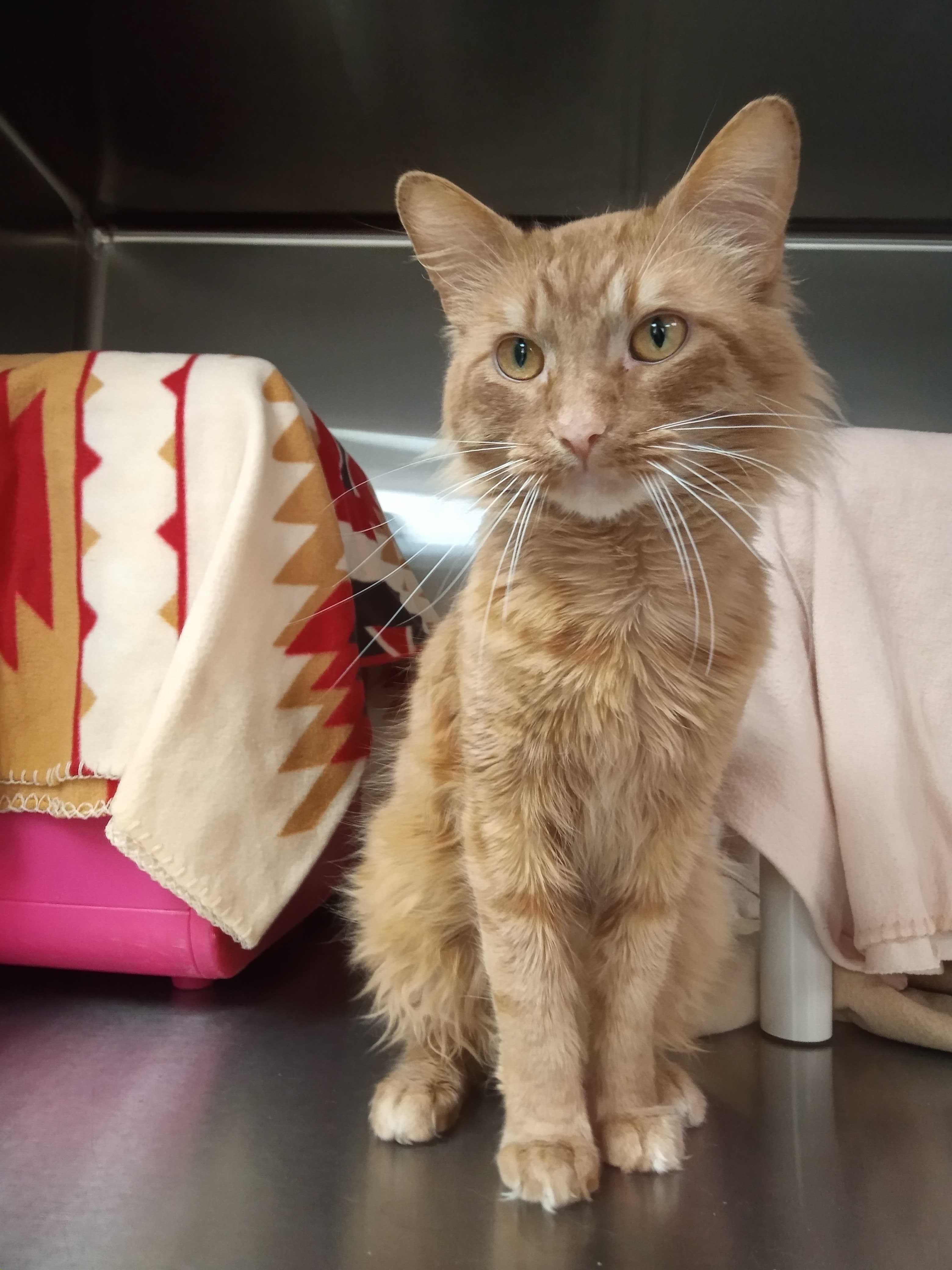 Enlarge Batman, an adoptable Domestic Medium Hair in Jefferson, WI image 3/3