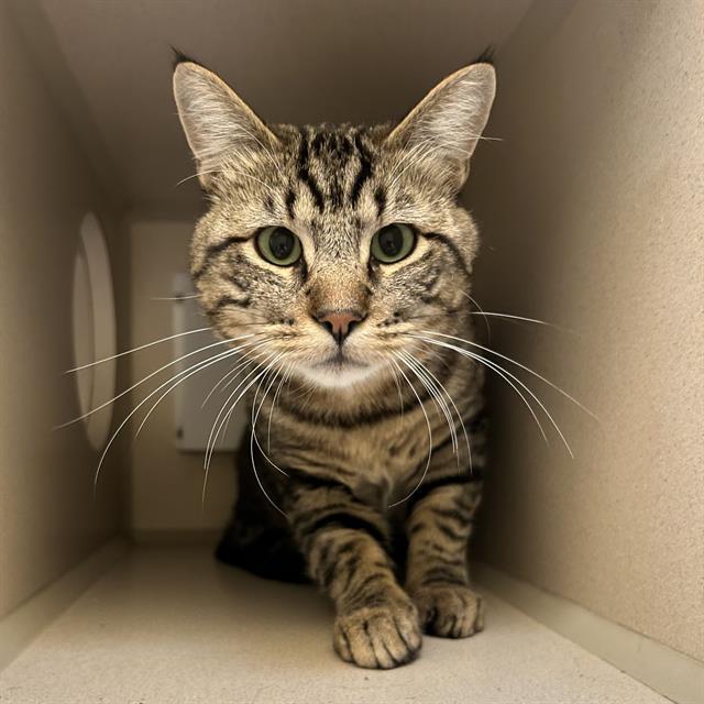 PEPPER, Adoptable, Adult Male Domestic Short Hair.