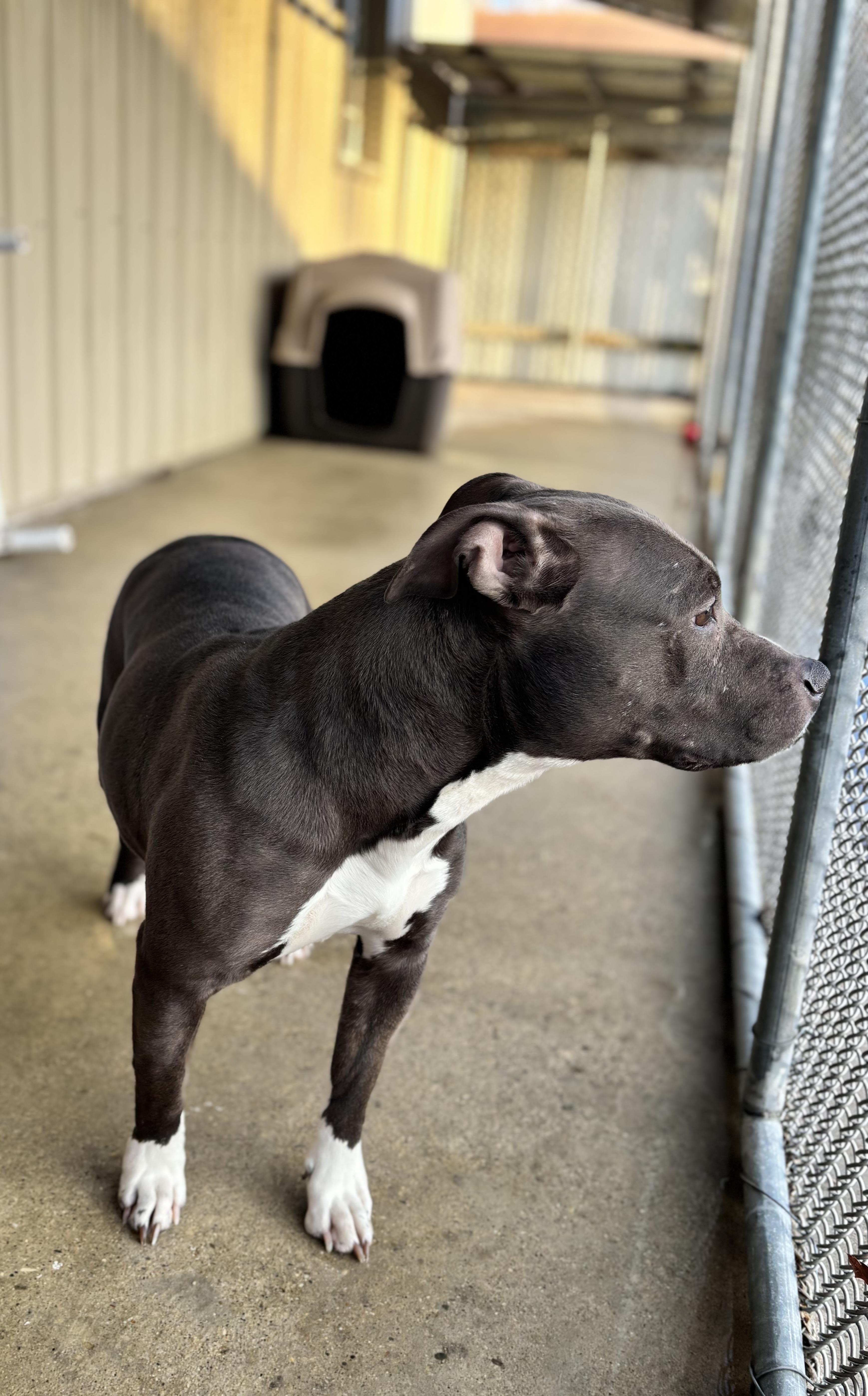 Enlarge Lainey, a ADOPTABLE American Staffordshire Terrier in White Cloud, MI image 2/2