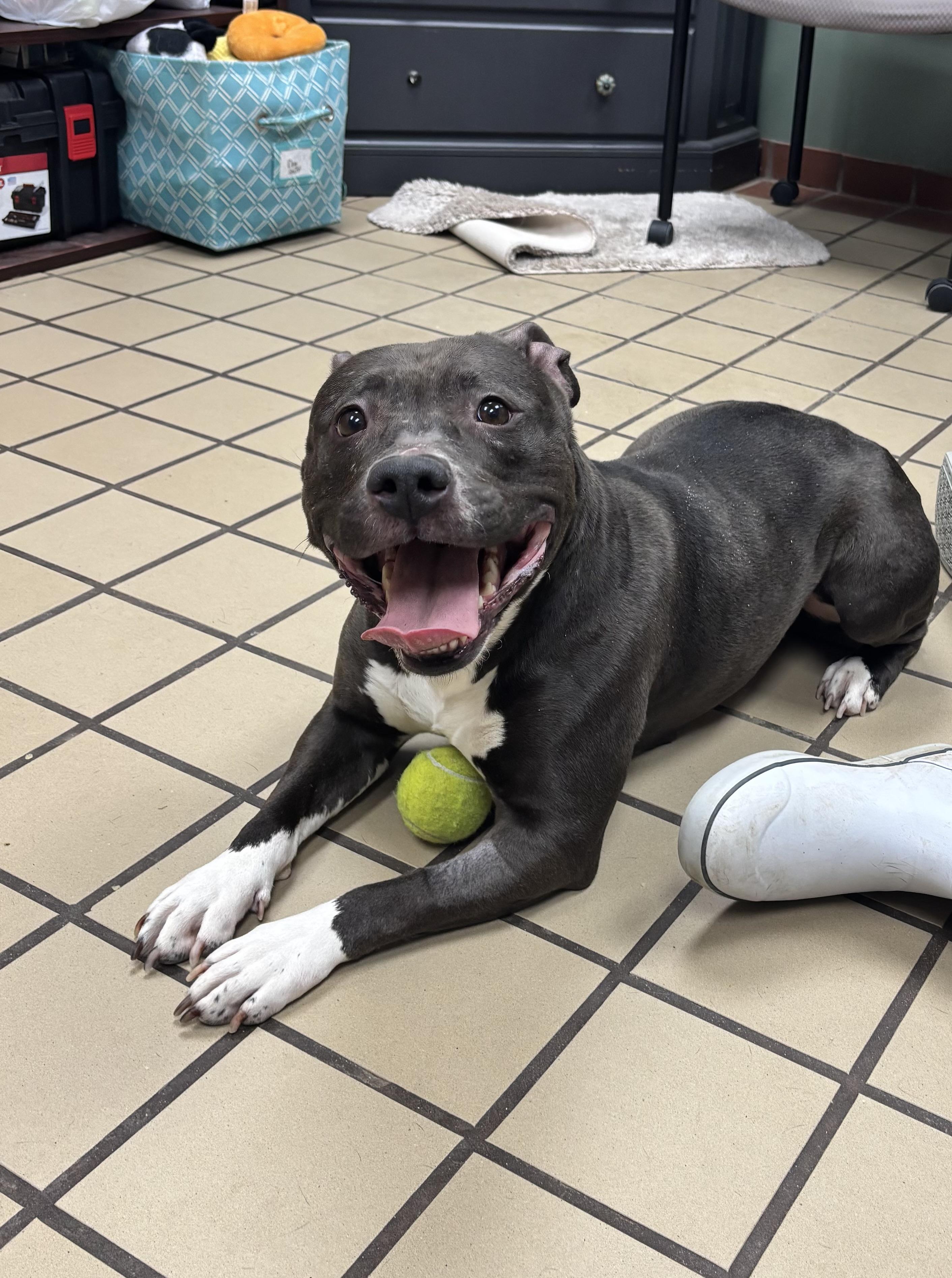 Enlarge Lainey, a ADOPTABLE American Bully in White Cloud, MI image 2/4