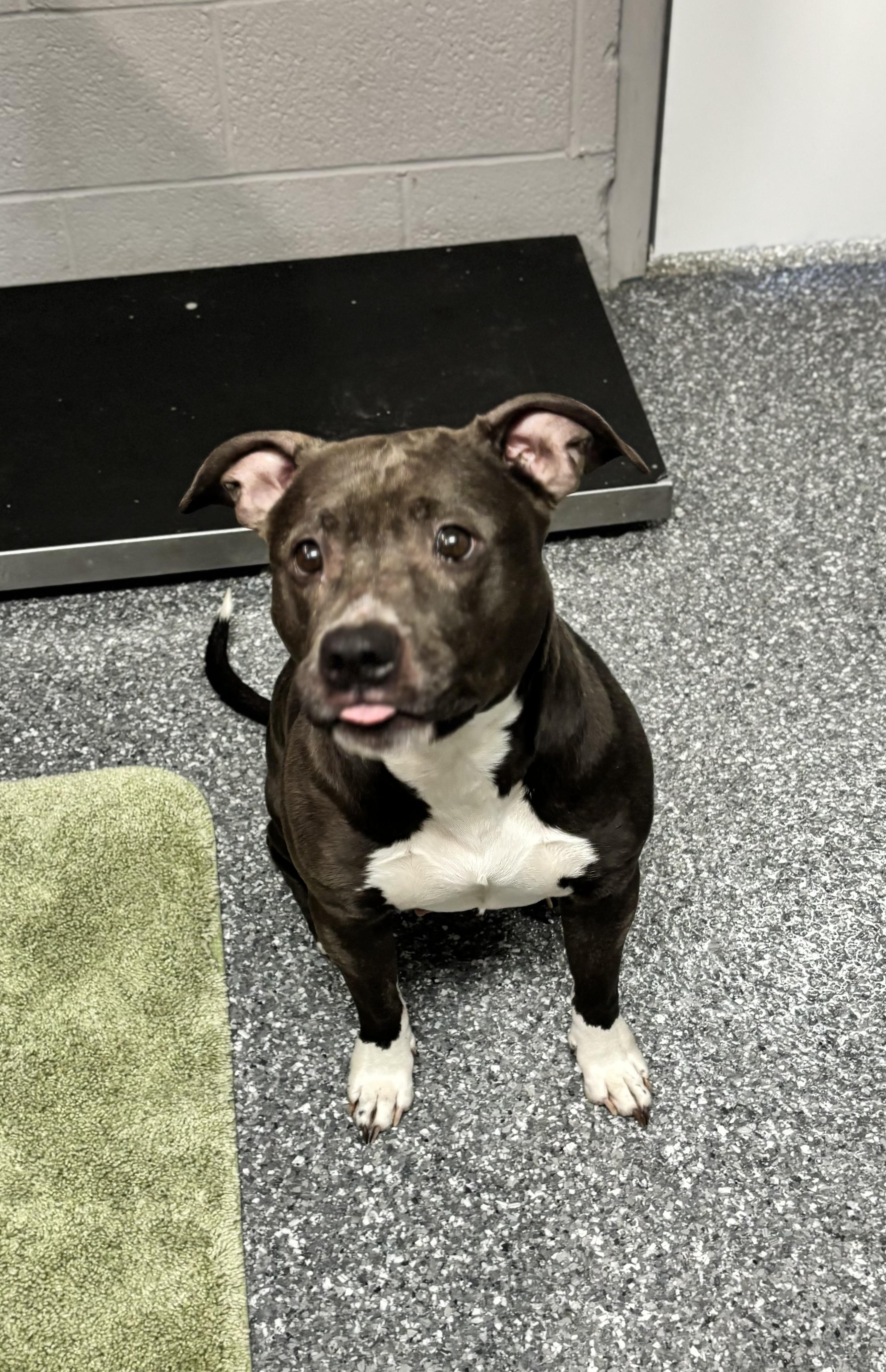 Enlarge Lainey, a ADOPTABLE American Staffordshire Terrier in White Cloud, MI image 1/2