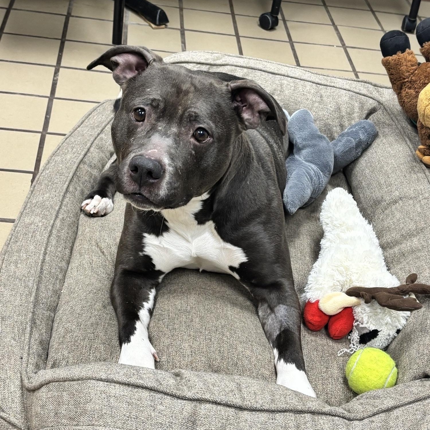 Lainey, ADOPTABLE, Young Female American Bully.