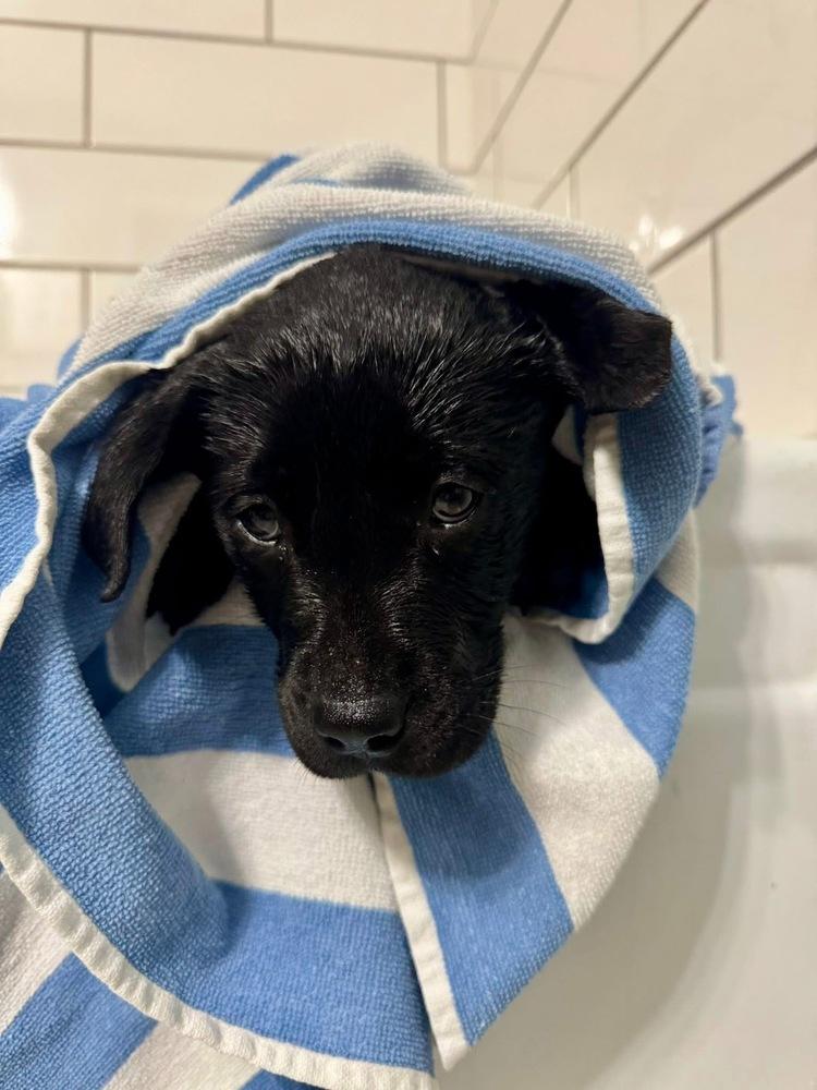 Caldere / Couscous, Adopted, Puppy Male Labrador Retriever & Mixed Breed.