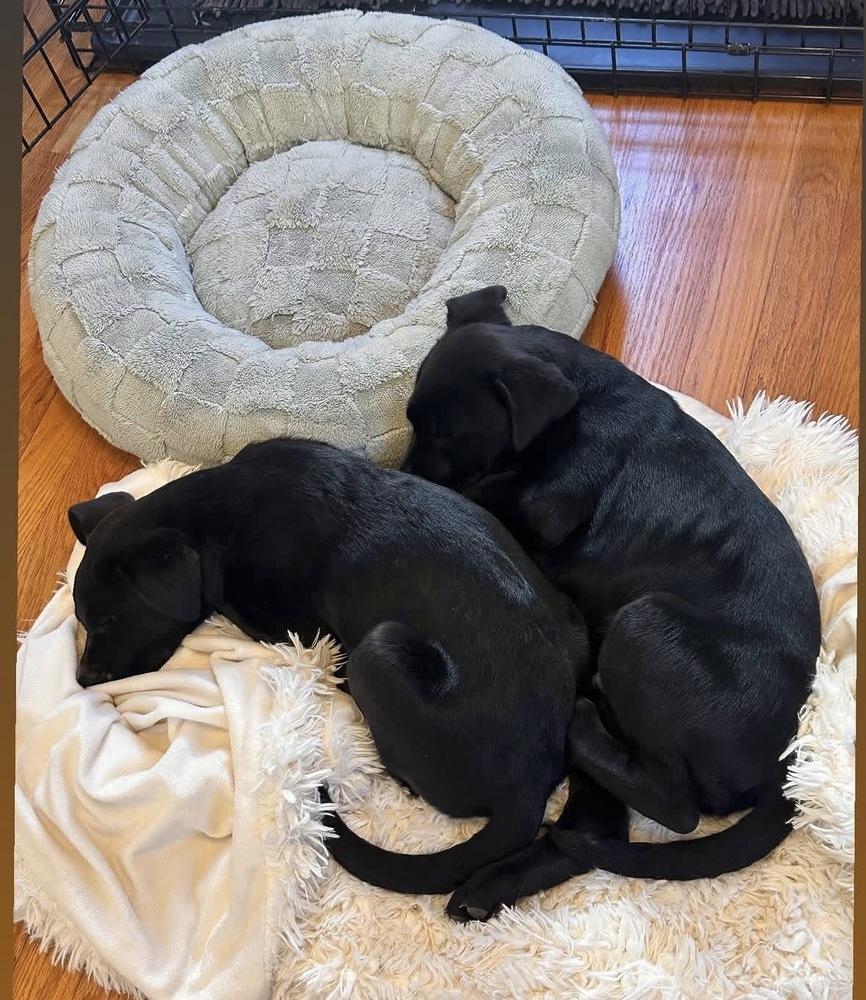 Enlarge Caldere / Couscous, a Adopted mixed breed in Broomfield, CO image 2/6