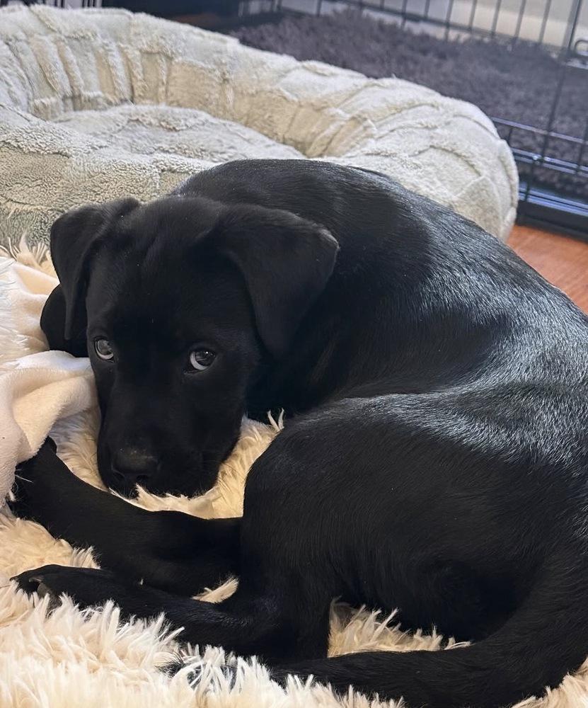 Enlarge Caldere / Couscous, a Adopted mixed breed in Broomfield, CO image 4/6