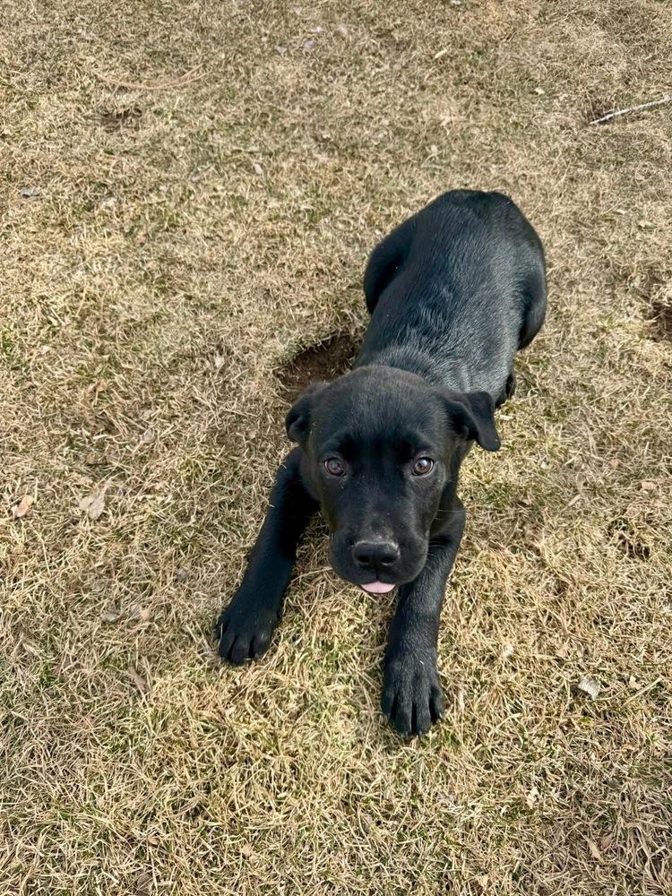 Enlarge Caldere / Couscous, a Adopted mixed breed in Broomfield, CO image 6/6