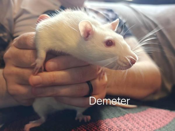 Hera & Demeter, a Adoptable Rat in Merrimack, NH image 2/2