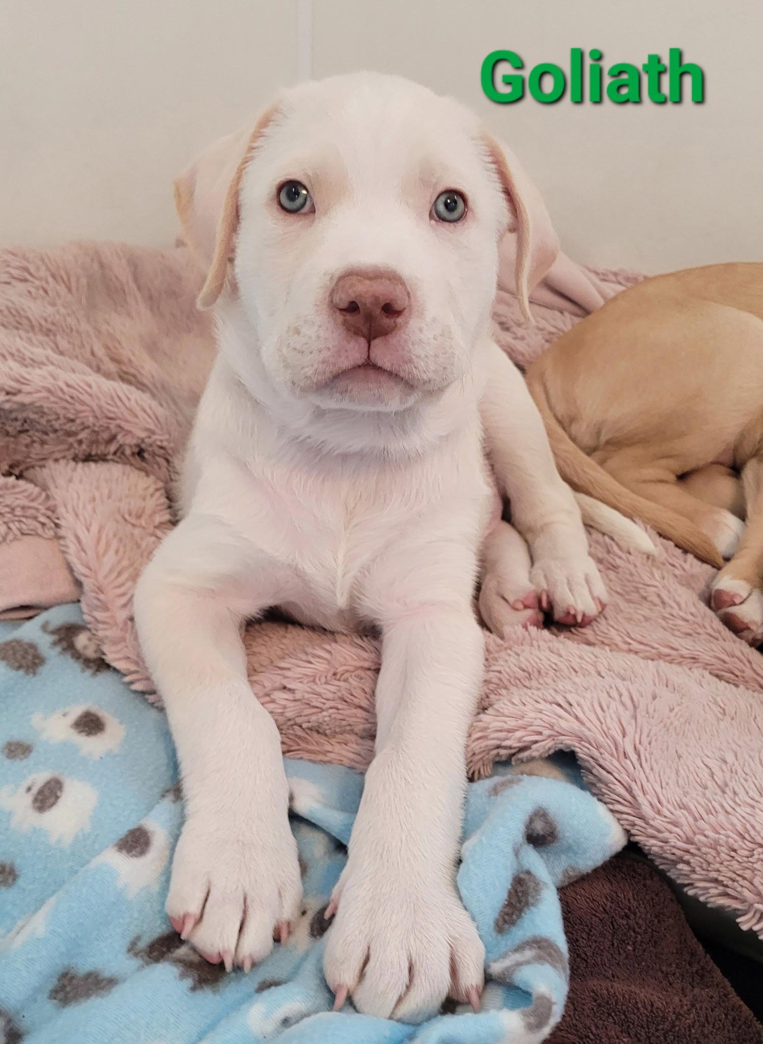 Enlarge Goliath, a Adopted mixed breed in West Des Moines, IA image 1/3