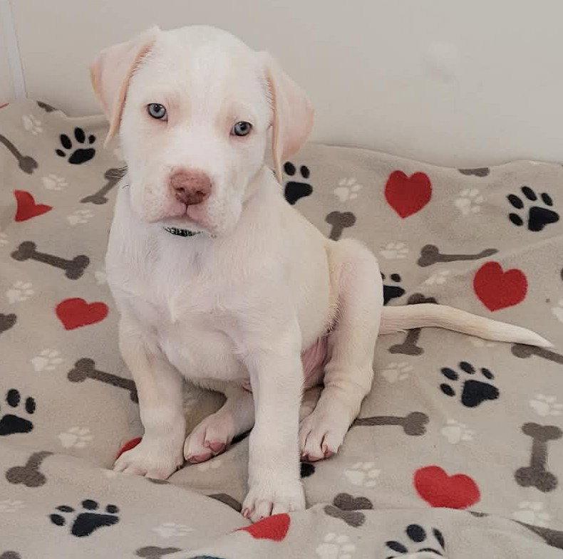 Enlarge Goliath, a Adopted mixed breed in West Des Moines, IA image 2/3