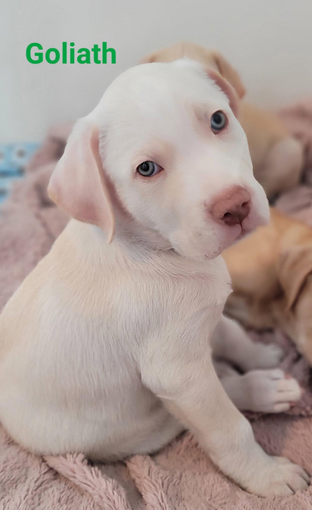Enlarge Goliath, a Adopted mixed breed in West Des Moines, IA image 3/3