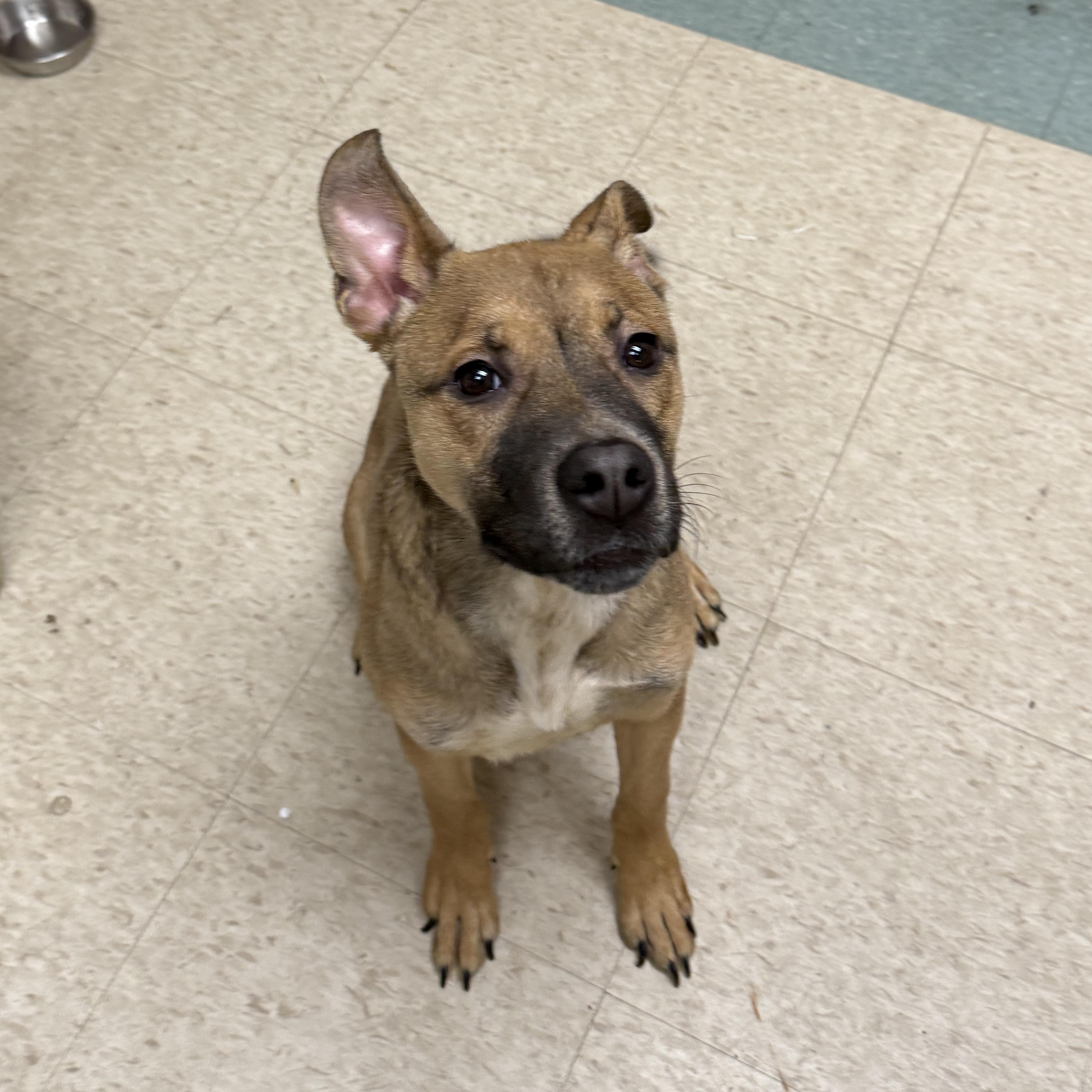 Enlarge Spice, a ADOPTABLE Mixed Breed in Urbana, IL image 1/1