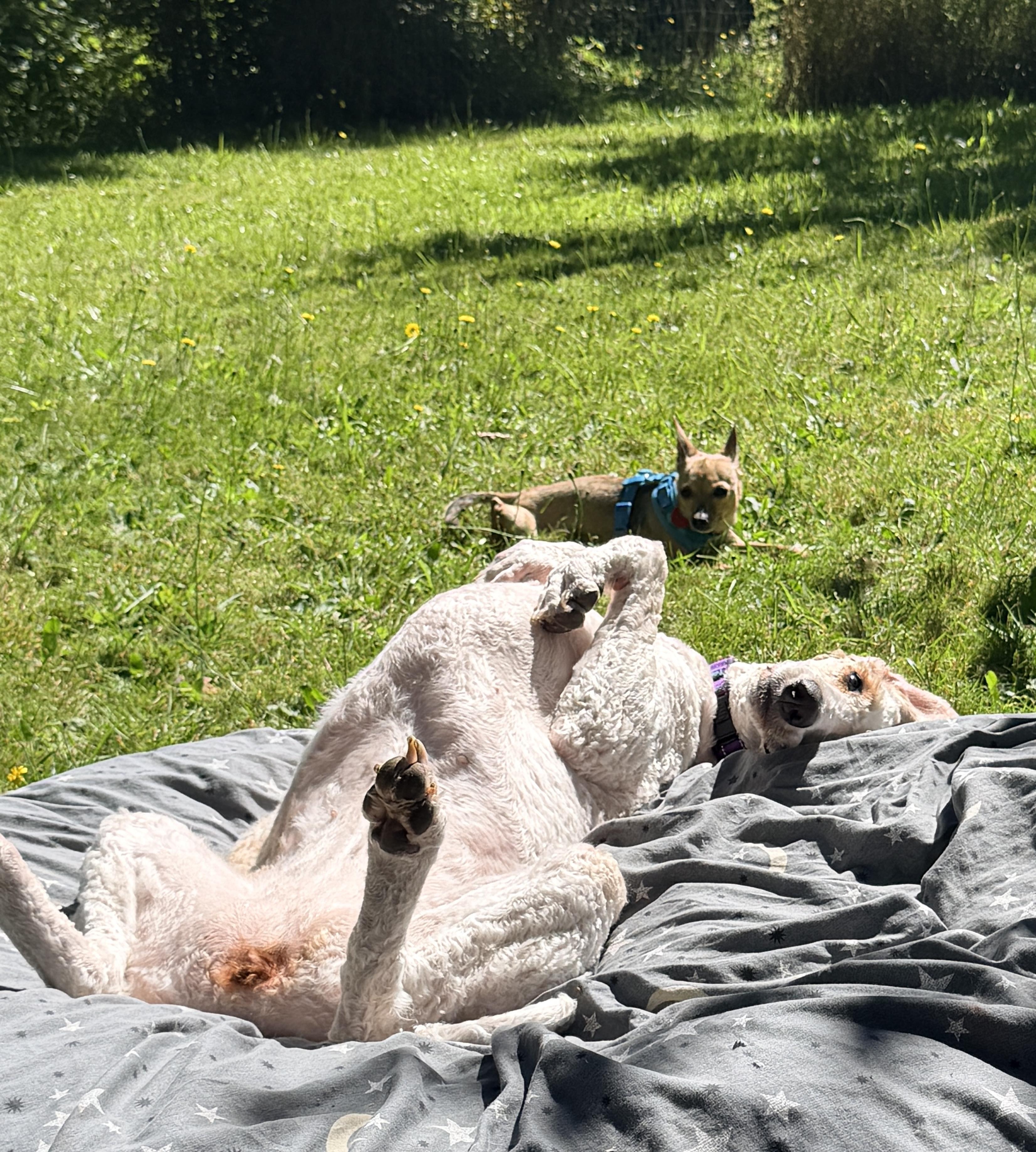 Enlarge Mia, a Adoptable Standard Poodle in Eugene, OR image 4/6