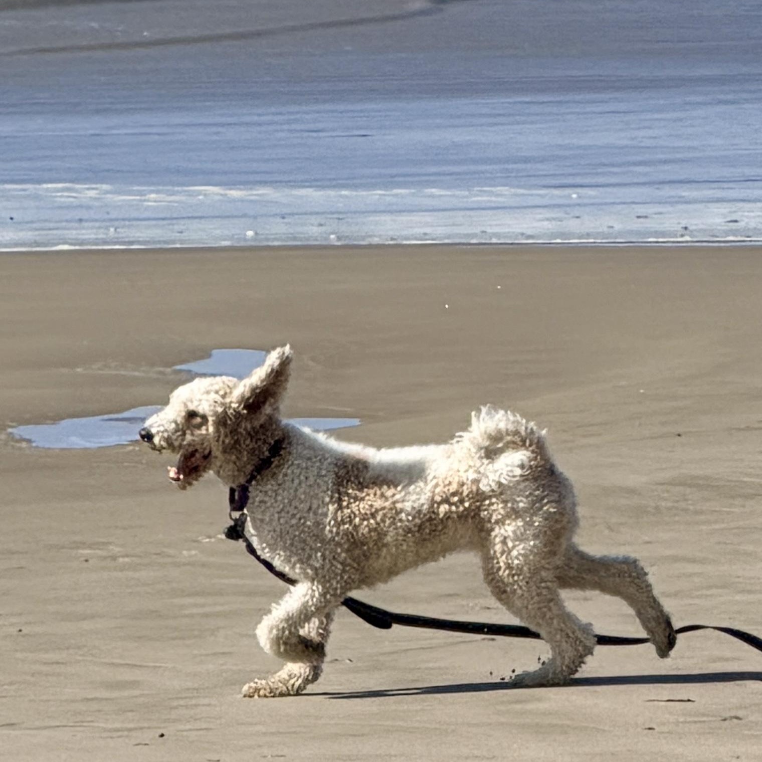 Enlarge Mia, a Adoptable Standard Poodle in Eugene, OR image 3/6