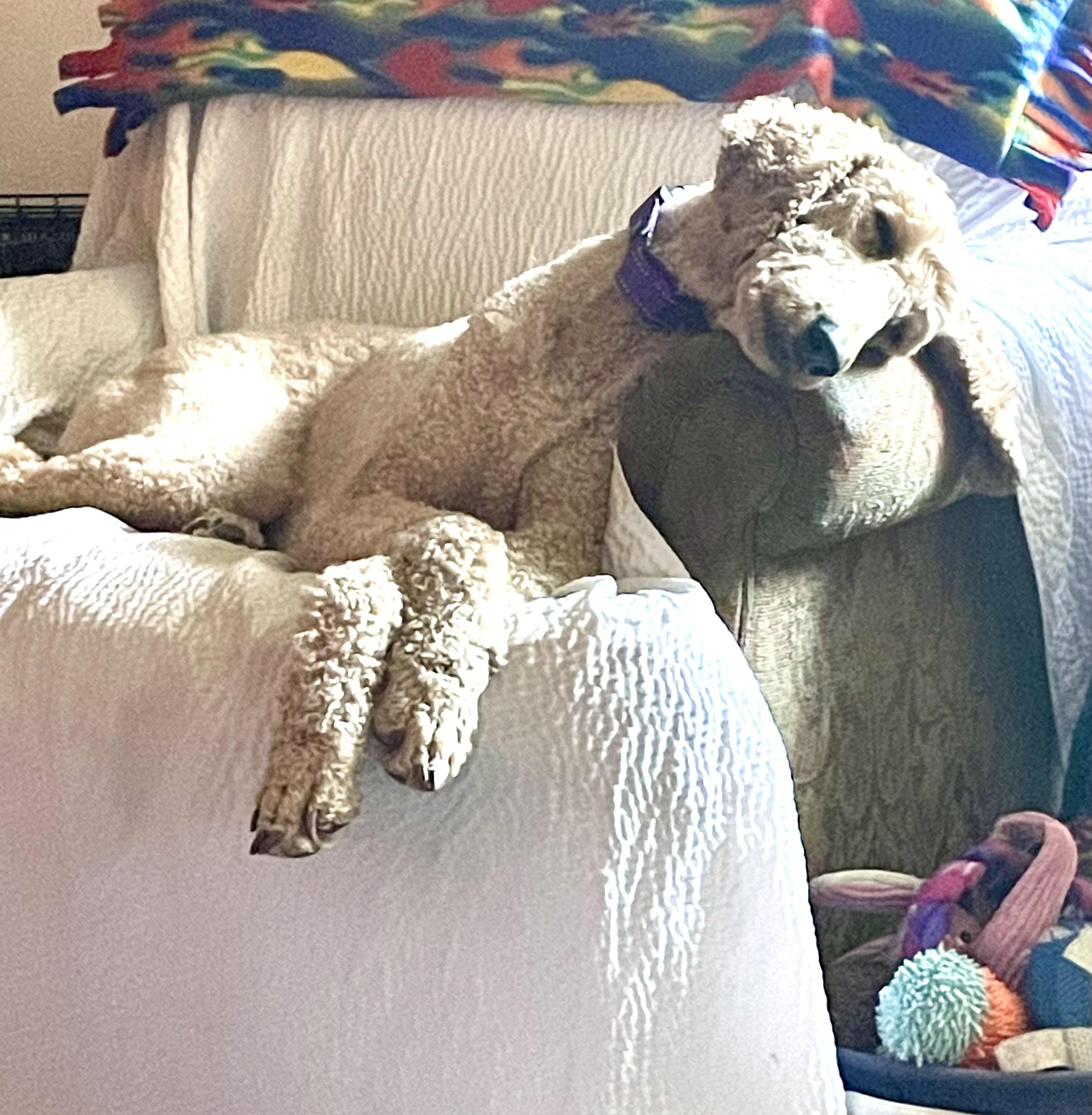 Enlarge Mia, a Adoptable Standard Poodle in Eugene, OR image 6/6