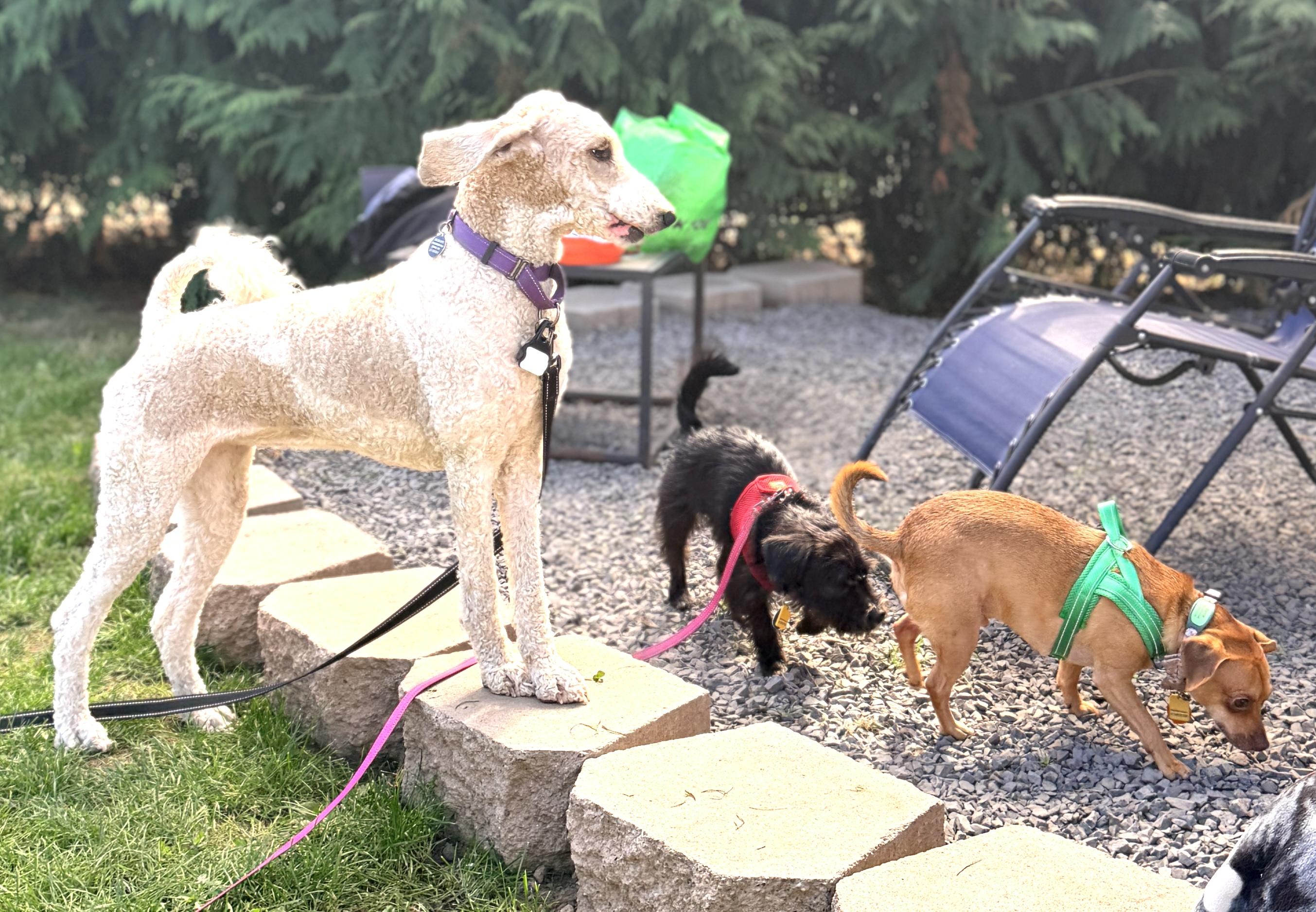 Enlarge Mia, a Adoptable Standard Poodle in Eugene, OR image 4/6